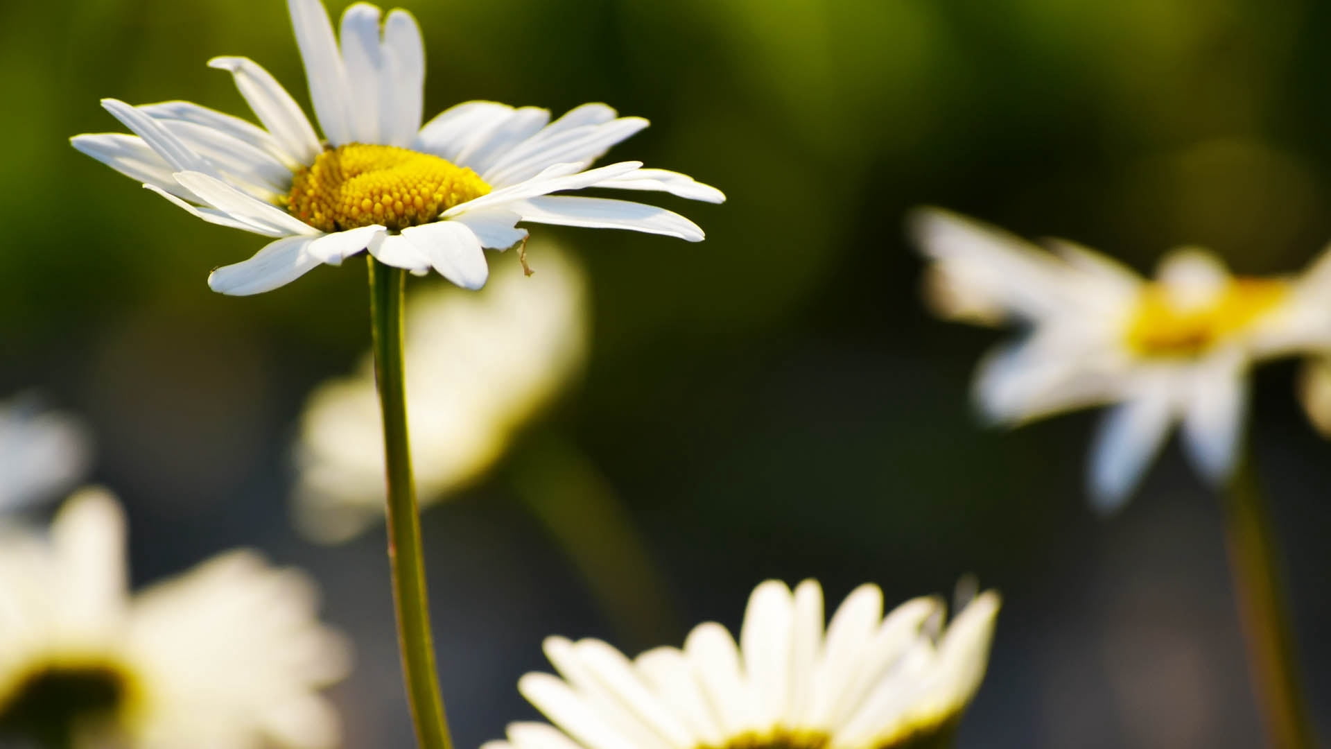 blossom, backgrounds, chamomile, field, petal, inflorescence, focus on foreground, macro, beauty In Nature, plant, freshness, vulnerability, flowerbed, HD Wallpaper