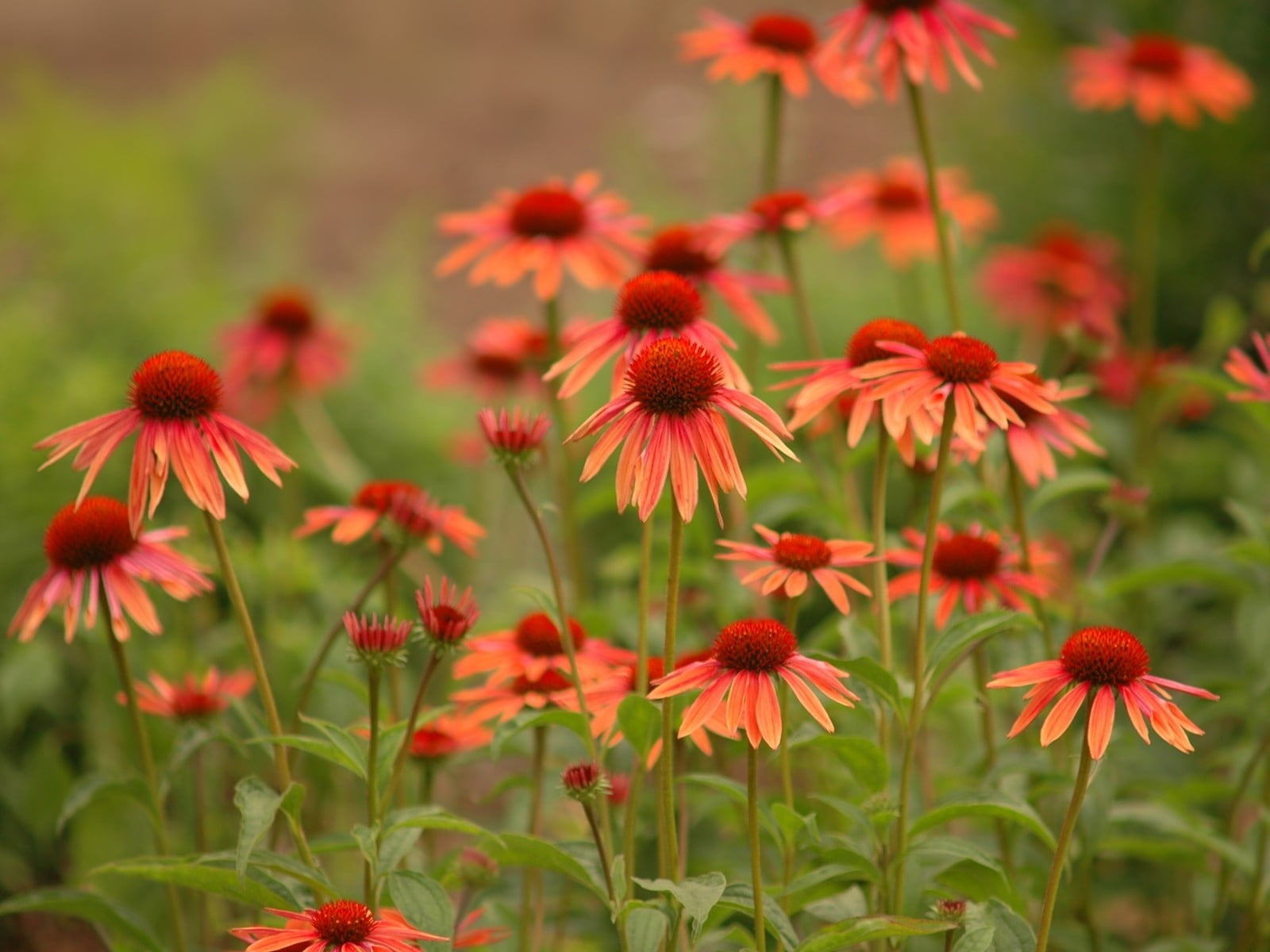 plant stem, flowerbed, green Color, no People, fragility, flowers, red, vibrant Color, vulnerability, plants, plant, flower, 720P, leaf, summer, day, springtime, HD Wallpaper