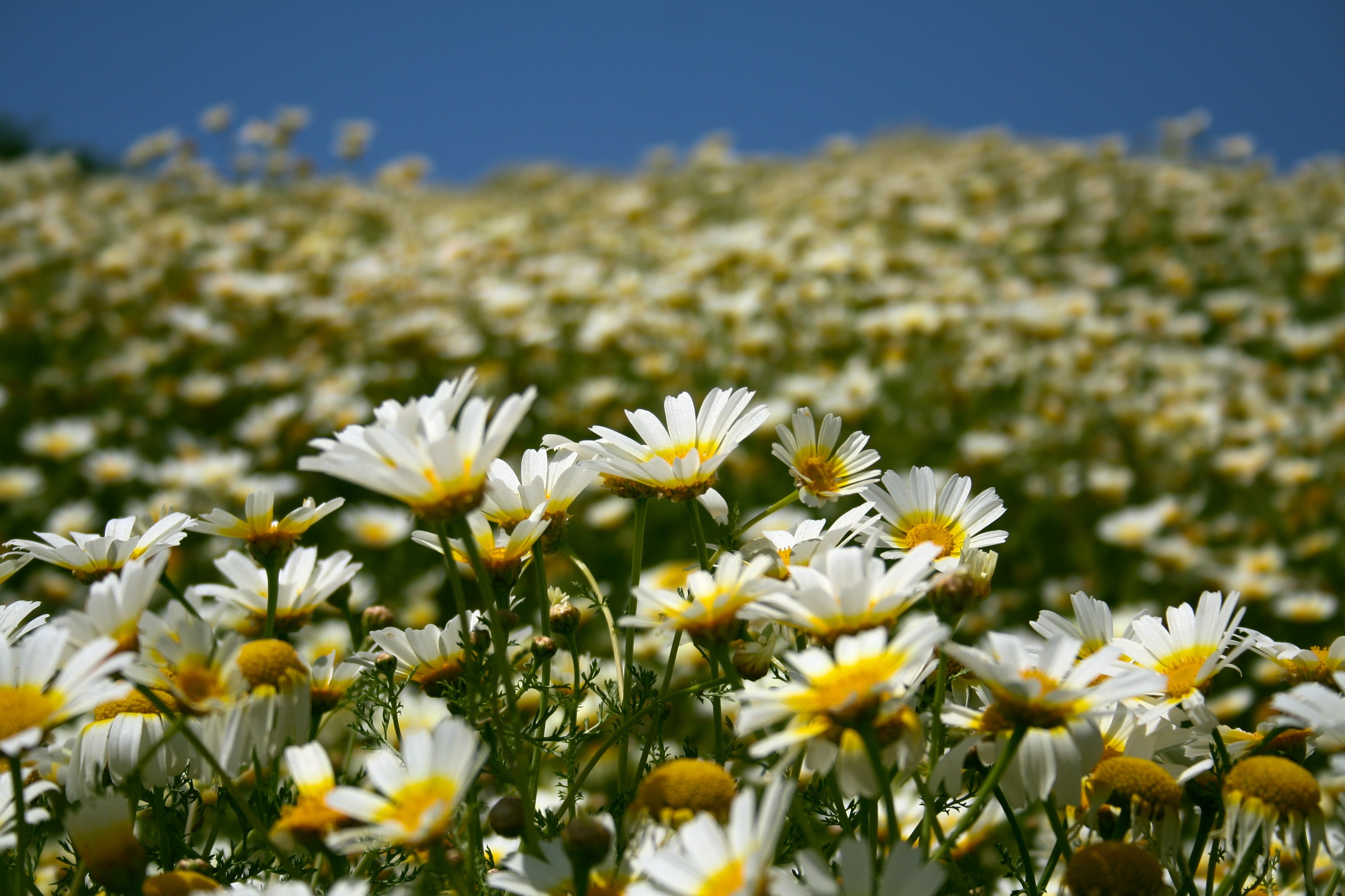 chamomile, agriculture, sunlight, beauty In Nature, summer, plant, fragility, vibrant Color, petal, green Color, season, landscape, sun, color Image, marguerite, HD Wallpaper