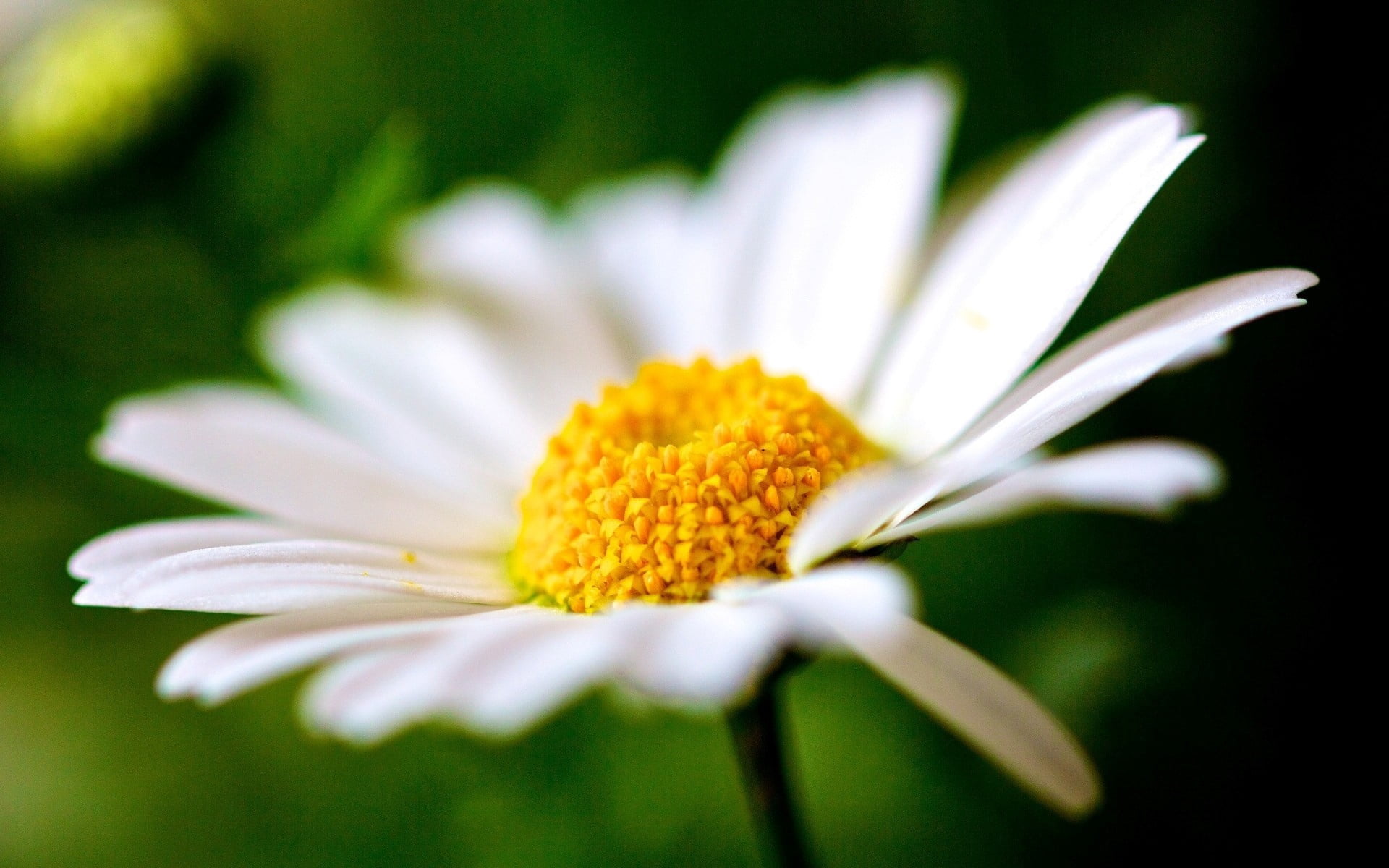 daisy, vulnerability, marguerite, beauty In Nature, flower, grass, meadow, petals, day, soft focus, flowers, blossom, selective focus, freshness, chamomile Plant, HD Wallpaper