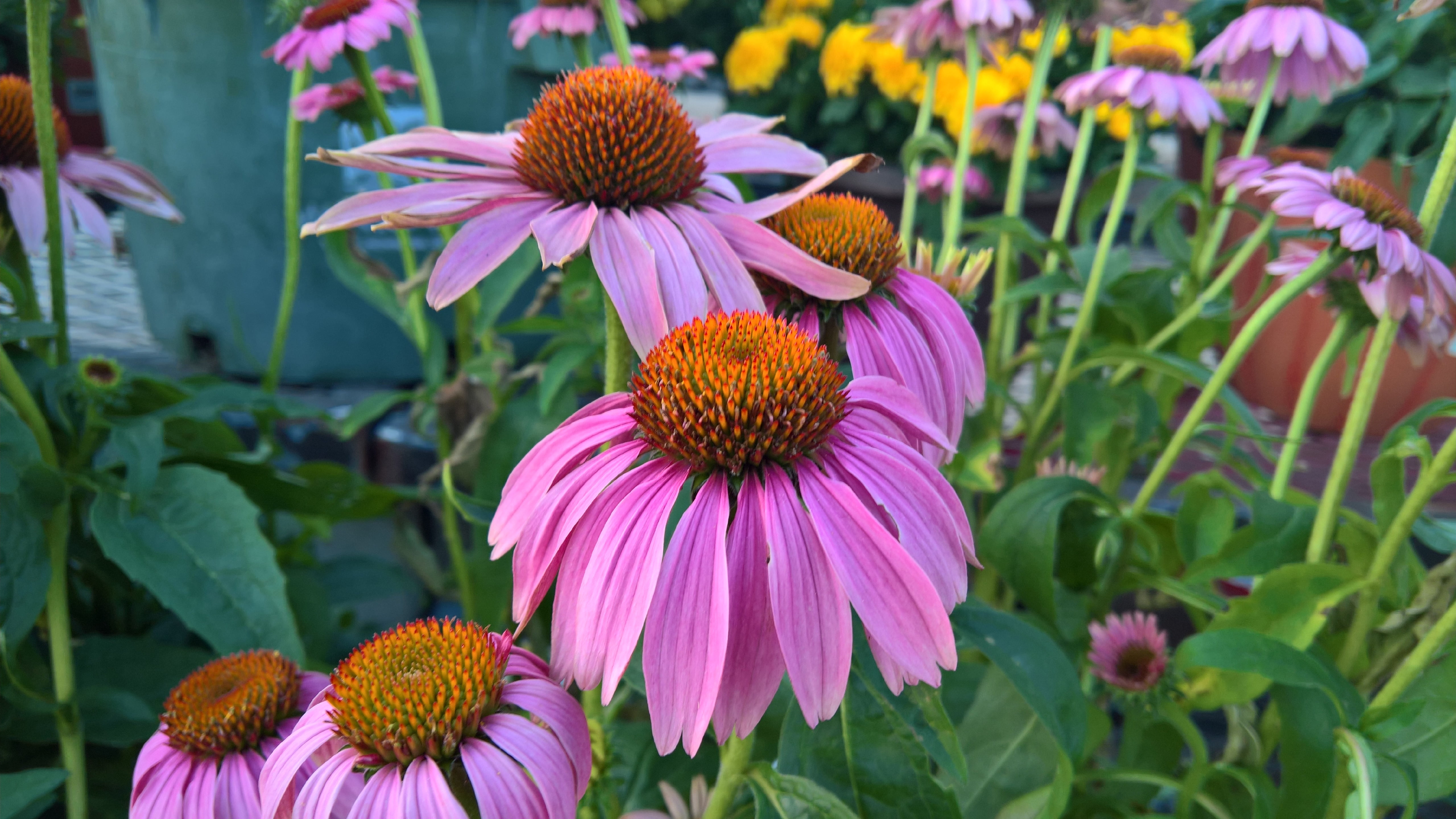 pink color, flower, vulnerability, fragility, flora, daisy family, 5k uhd, 5k, outdoors, focus on foreground, flowering plant, freshness, 5K, grass, inflorescence, HD Wallpaper