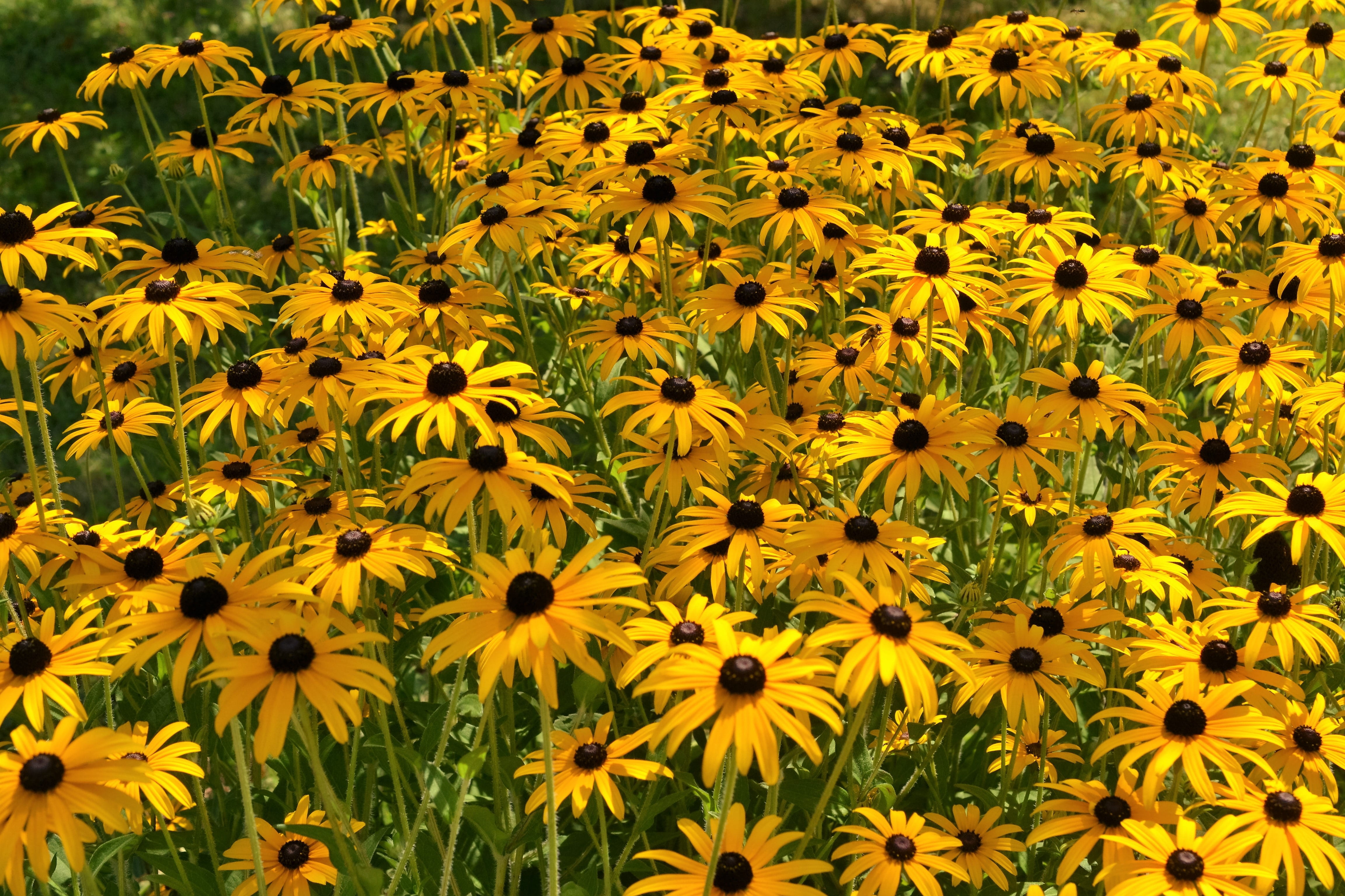 4K, daisy family, asteraceae, shining coneflower, vulnerability, outdoors, garden, full frame, plant, flower shrub, pollen, freshness, flowers, flowering plant, HD Wallpaper