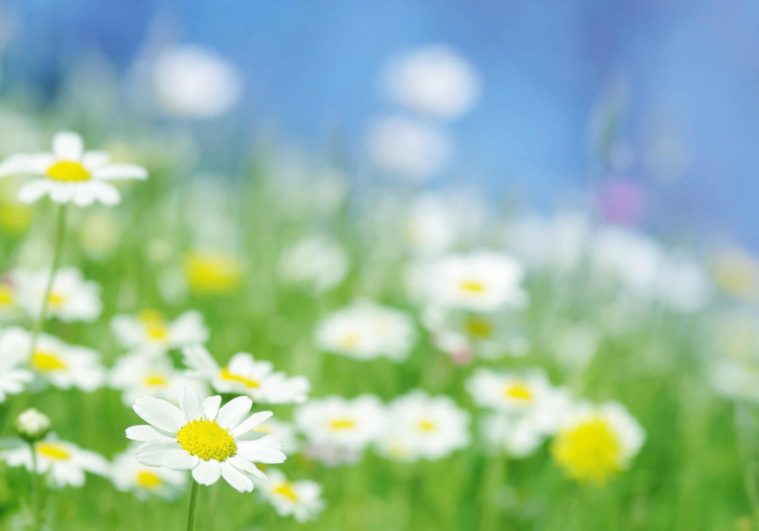 yellow, garden, blue, sunlight, rural Scene, grass, growth, close-up, macro, plain, sun, landscape, green Color, springtime, beauty, plant, day, flowerbed, HD Wallpaper