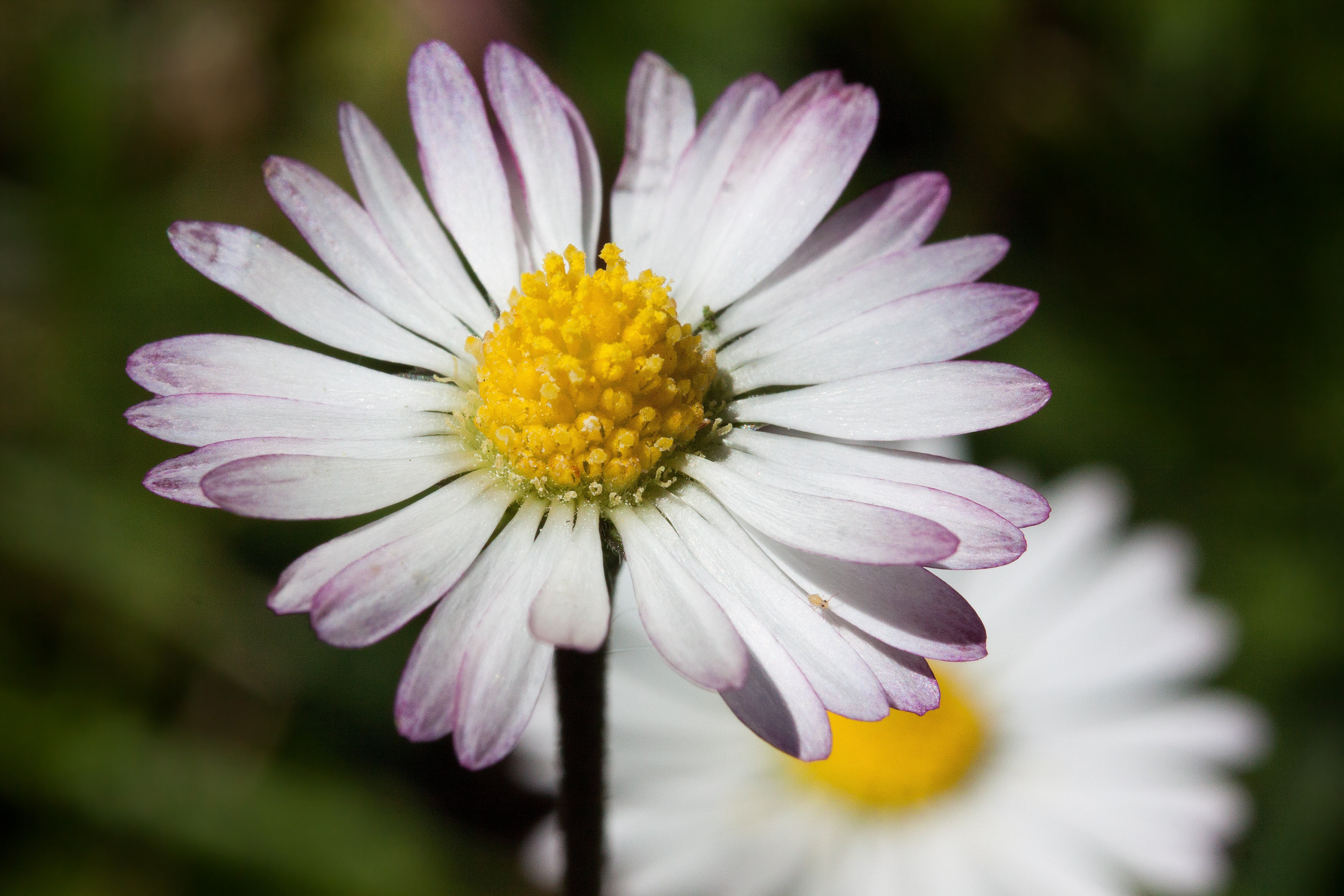 monatsroeserl, macro, vulnerability, fragility, m p, yellow, the asteraceae family, little daisy, herbaceous plant, green, bellis philosophy, focus on foreground, HD Wallpaper