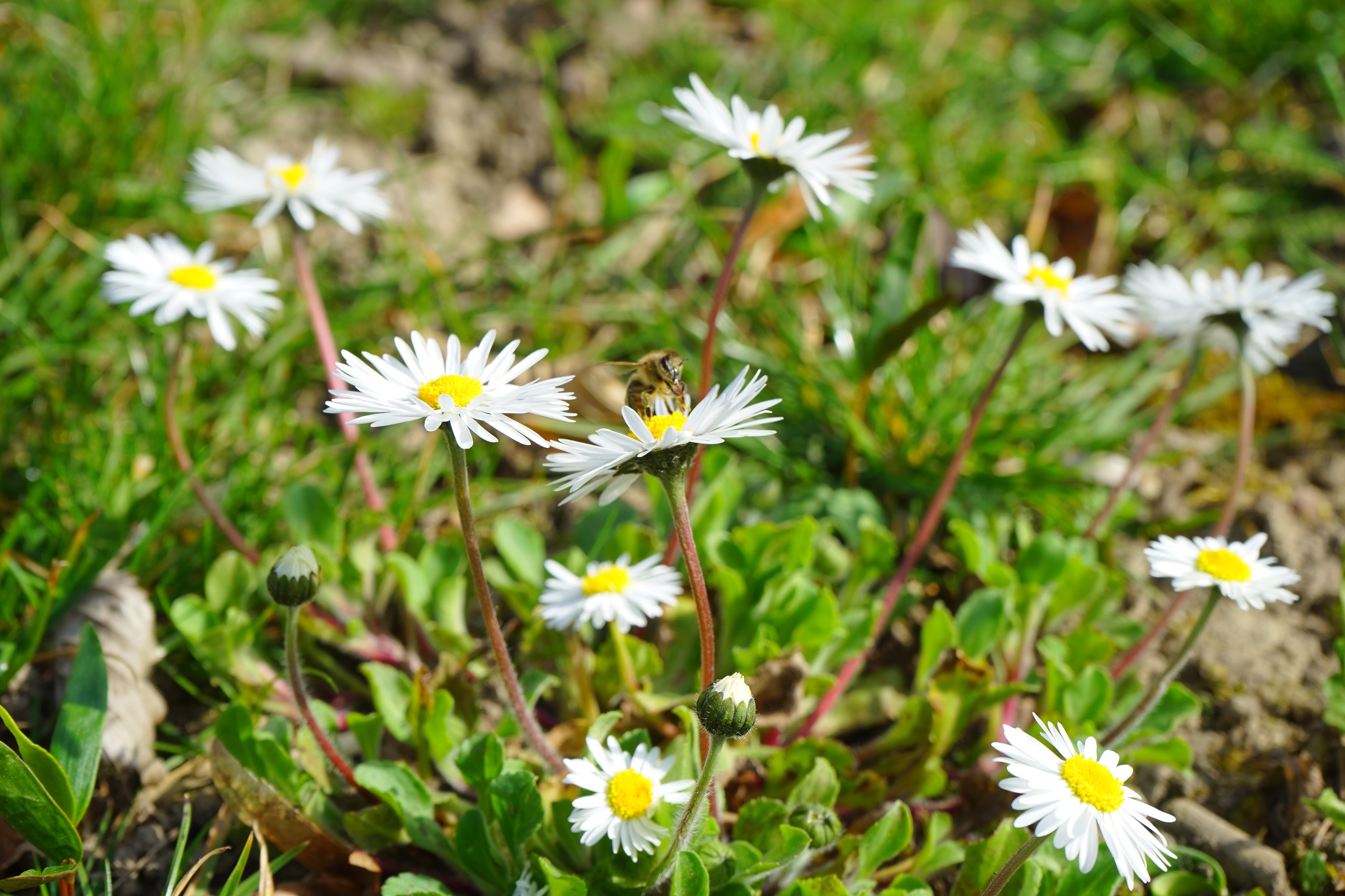 daisy, growth, nature, white, freshness, composites, 5K, vulnerability, plant, land, fragility, lawn flower, bloom, no people, tausendschön, green, pollen, HD Wallpaper