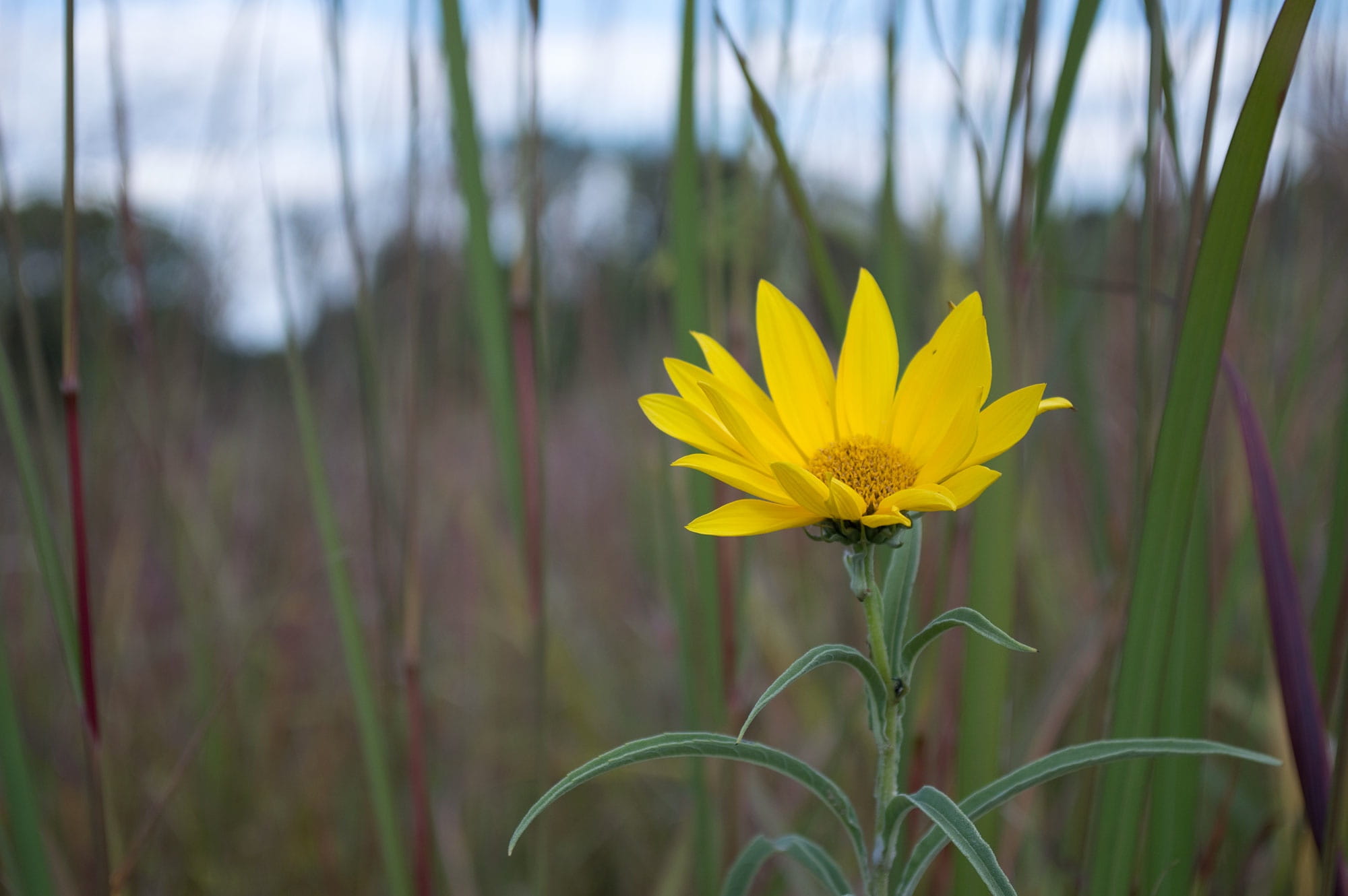 fragility, plant, beauty in nature, day, close-up, field, wildflower, daisy family, land, petal, freshness, blade of grass, macro photography, yellow, pollen, HD Wallpaper