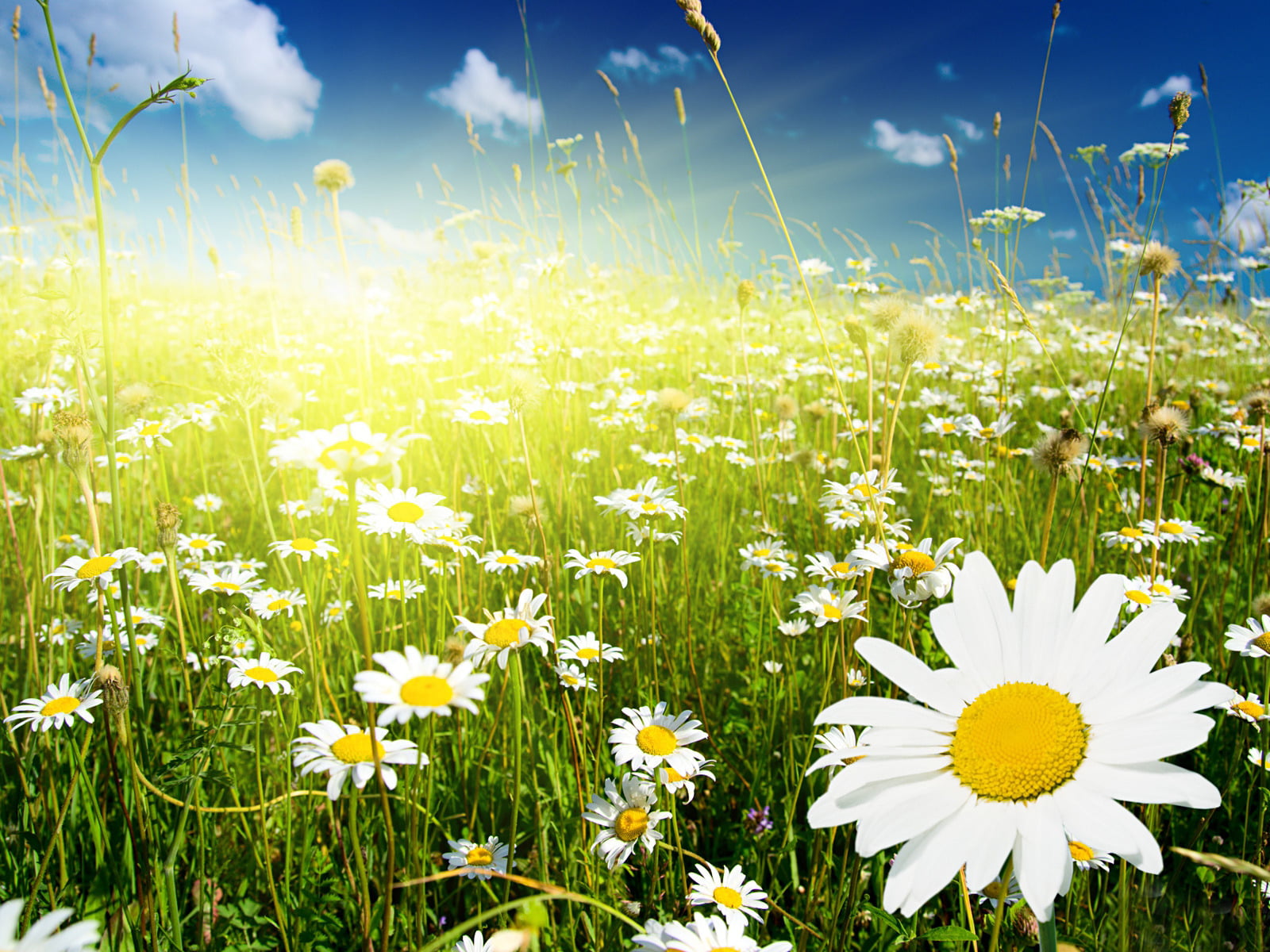 freshness, fragility, springtime, daisy Family, 720P, green Color, plant, scenics, outdoors, sky, spikelets, nature, meadow, chamomile Plant, vulnerability, HD Wallpaper
