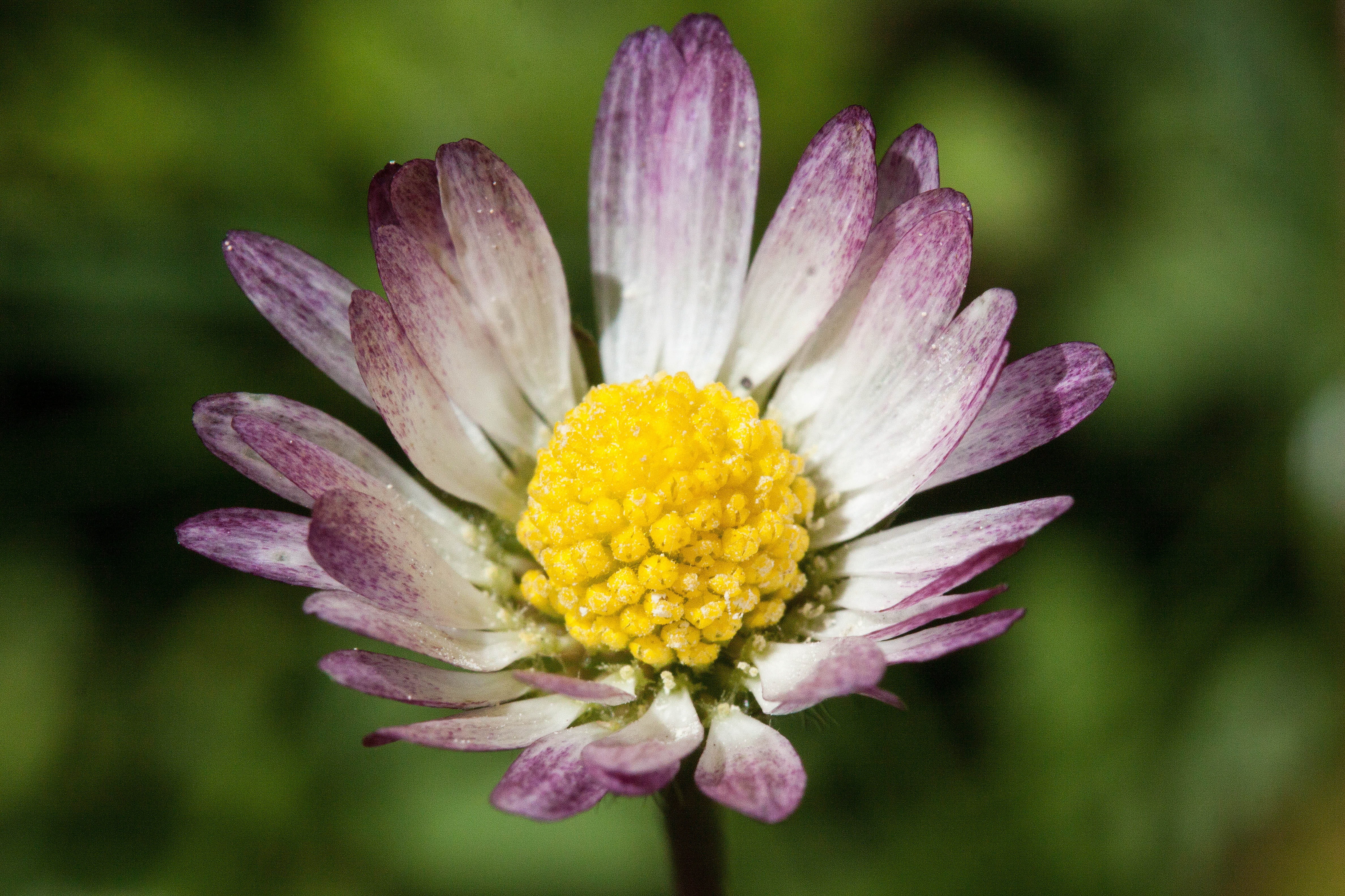 growth, macro, little daisy, day, no people, pink color, focus on foreground, Daisy, bellis philosophy, beauty in nature, herbaceous plant, springtime, HD Wallpaper