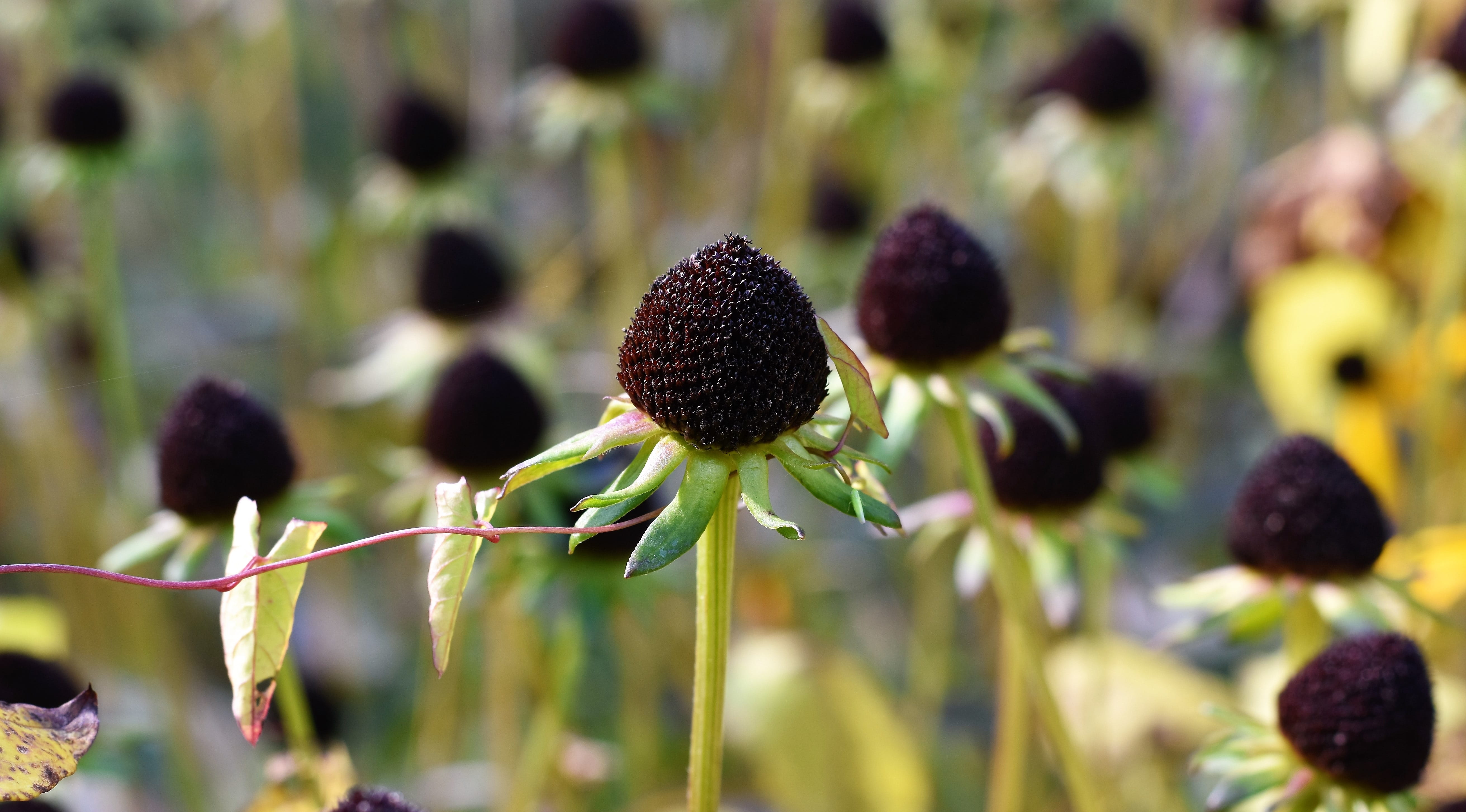 fulgida, flower, purple, dry, rudbeckia, inflorescence, close, ordinary sonnenhut, close-up, withered, growth, freshness, faded, shining coneflower, sun hat, HD Wallpaper