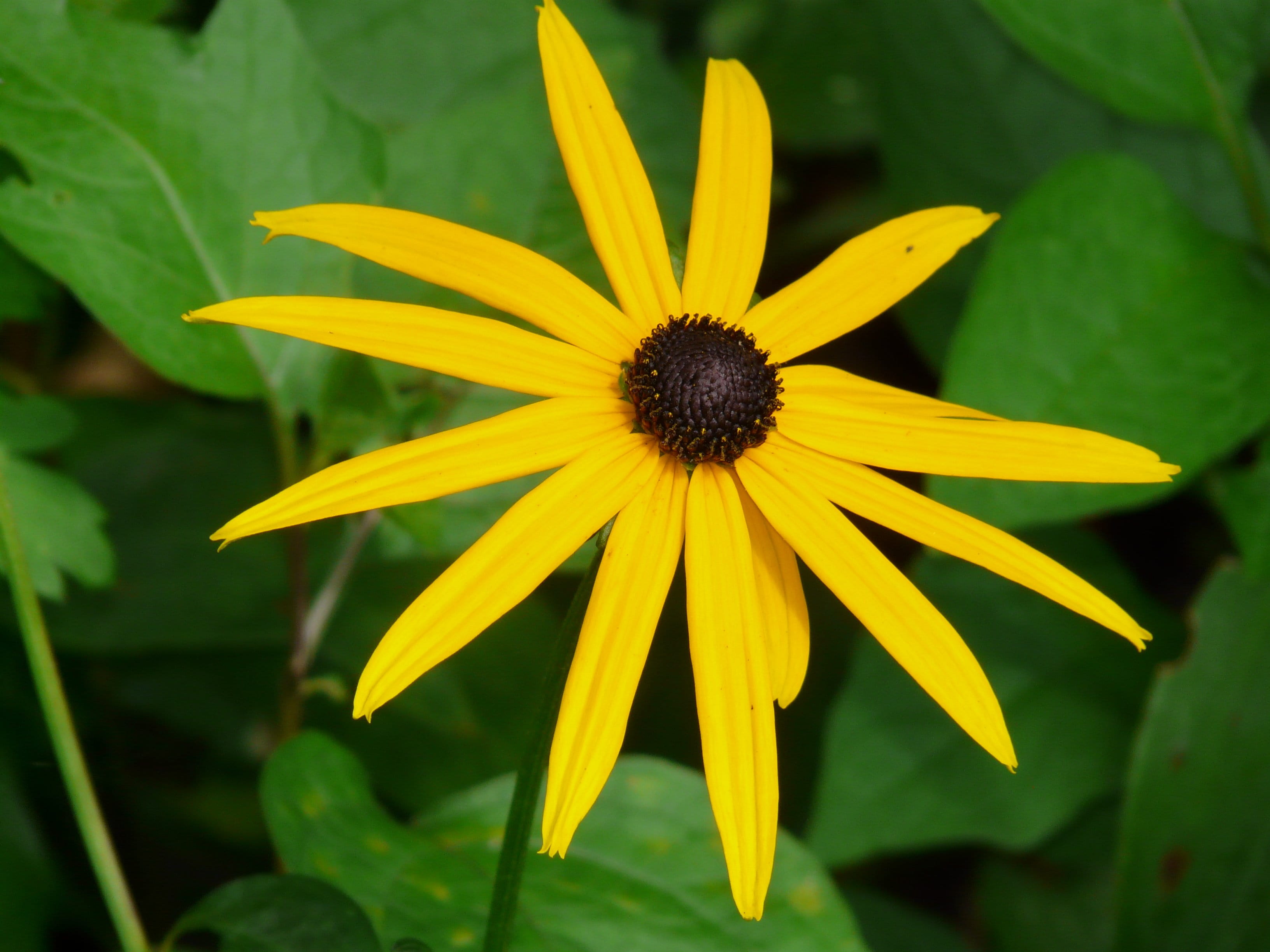 growth, gazania, 2K, fragility, freshness, close-up, outdoors, focus on foreground, beauty in nature, pollen, day, yellow, petal, flower head, Ordinary, HD Wallpaper