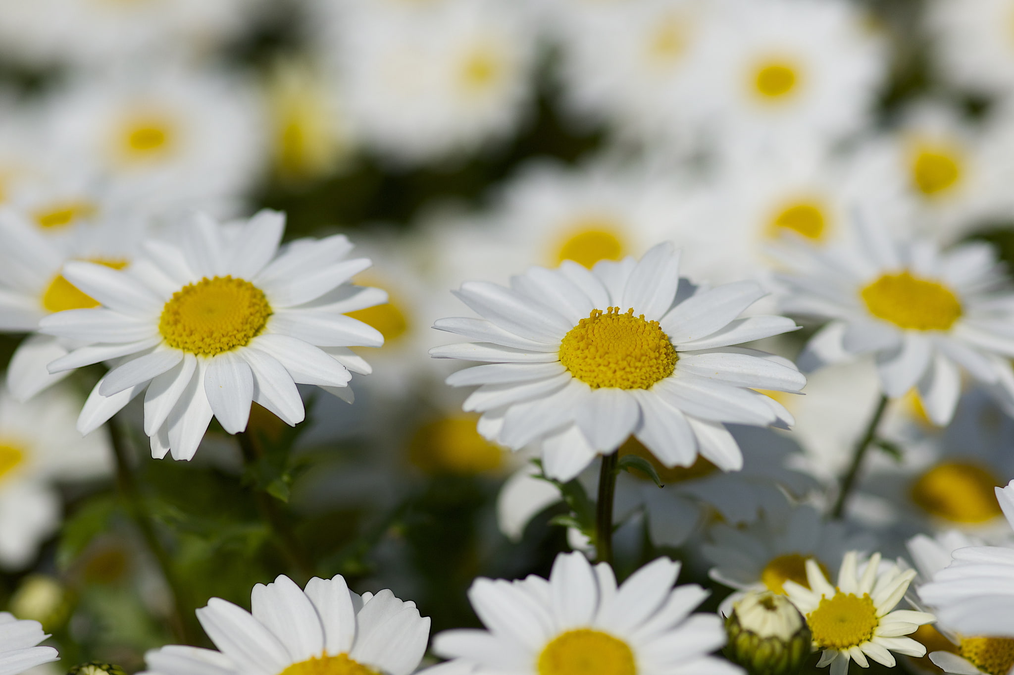 fragility, outdoors, macro, beauty, suns, summer, daisy, meadow, springtime, yellow, leaf, vulnerability, blossom, no People, color Image, sunlight, chamomile Plant, HD Wallpaper