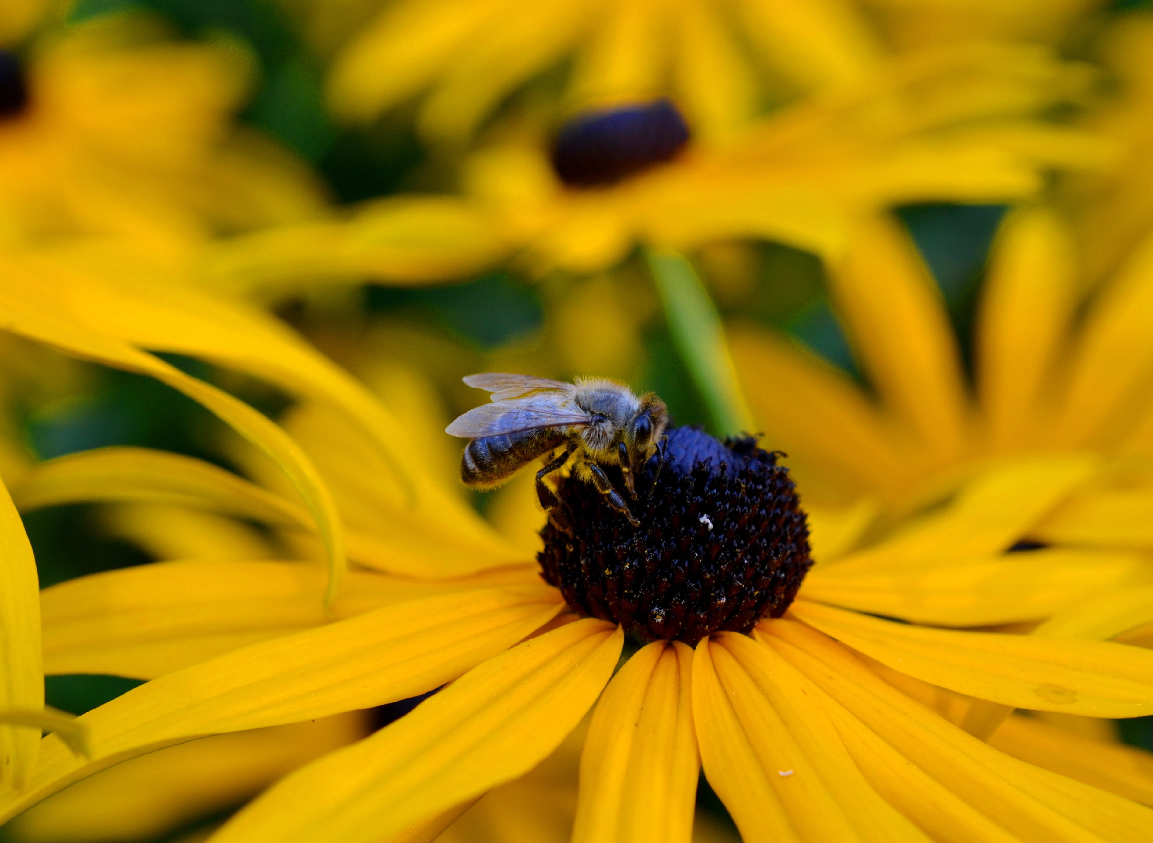 summer flower, ordinary sonnenhut, animal themes, beauty in nature, yellow flower, asteraceae, daisy family, vulnerability, coneflower, flower, yellow, HD Wallpaper
