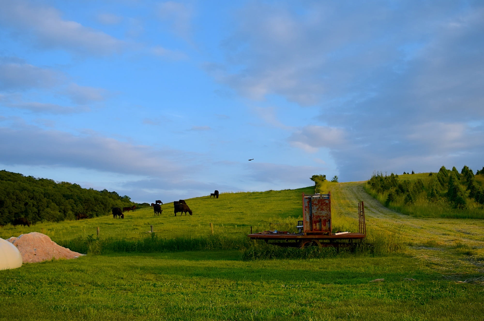 country, beauty in nature, cloud - sky, nature, Grass, Cows, tranquil scene, 1080P, plant, no people, outdoor, day, meadow, environment, fence, growth, HD Wallpaper