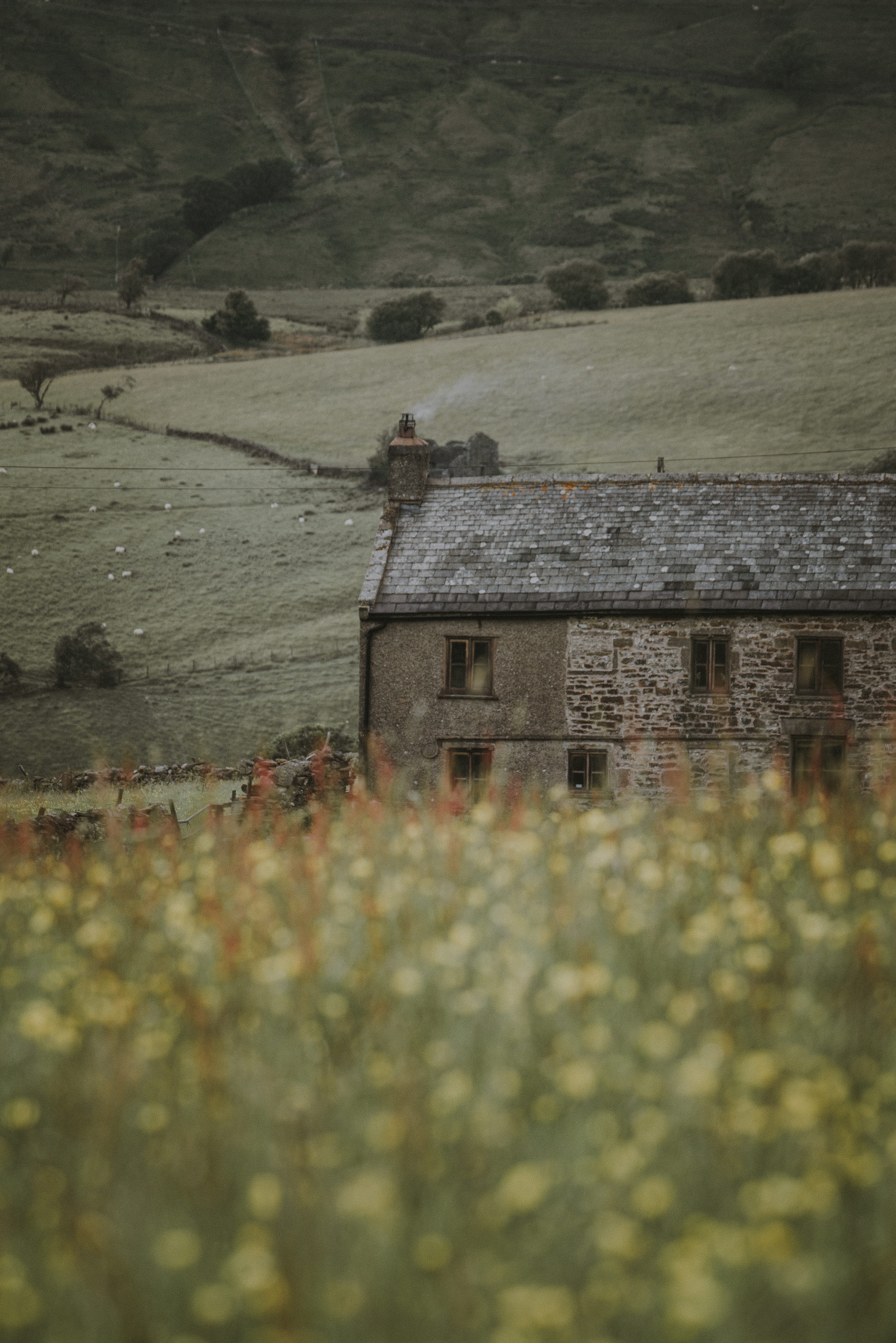 rural, buttercup filed, color Image, selective, church, nature, sonte, photo, brick, mountain, scenics, sheep, 5K, architecture And Buildings, built Structure, Phone HD Wallpaper
