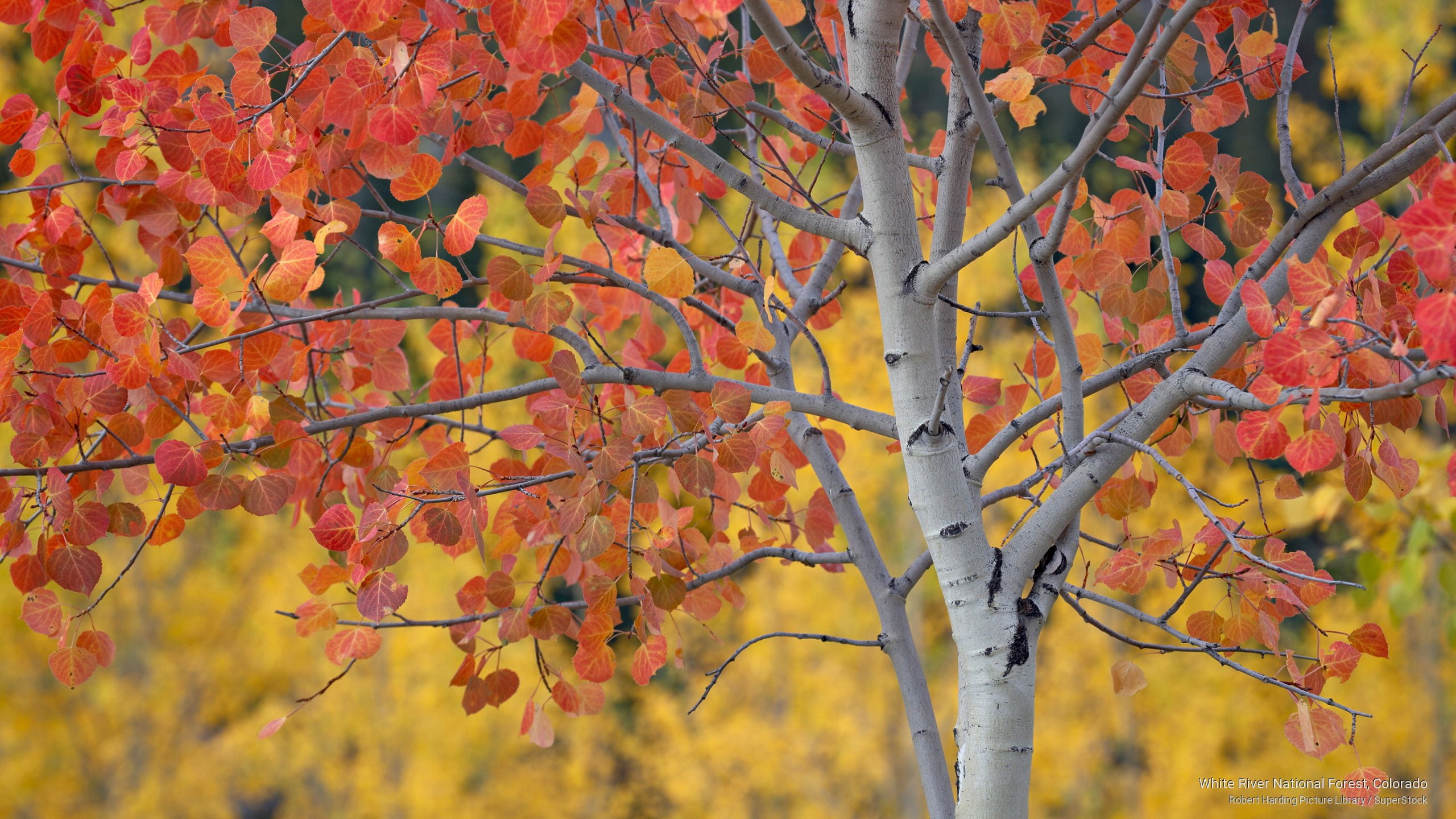 national, forest, white, colorado, river, 2K, Fall, HD Wallpaper