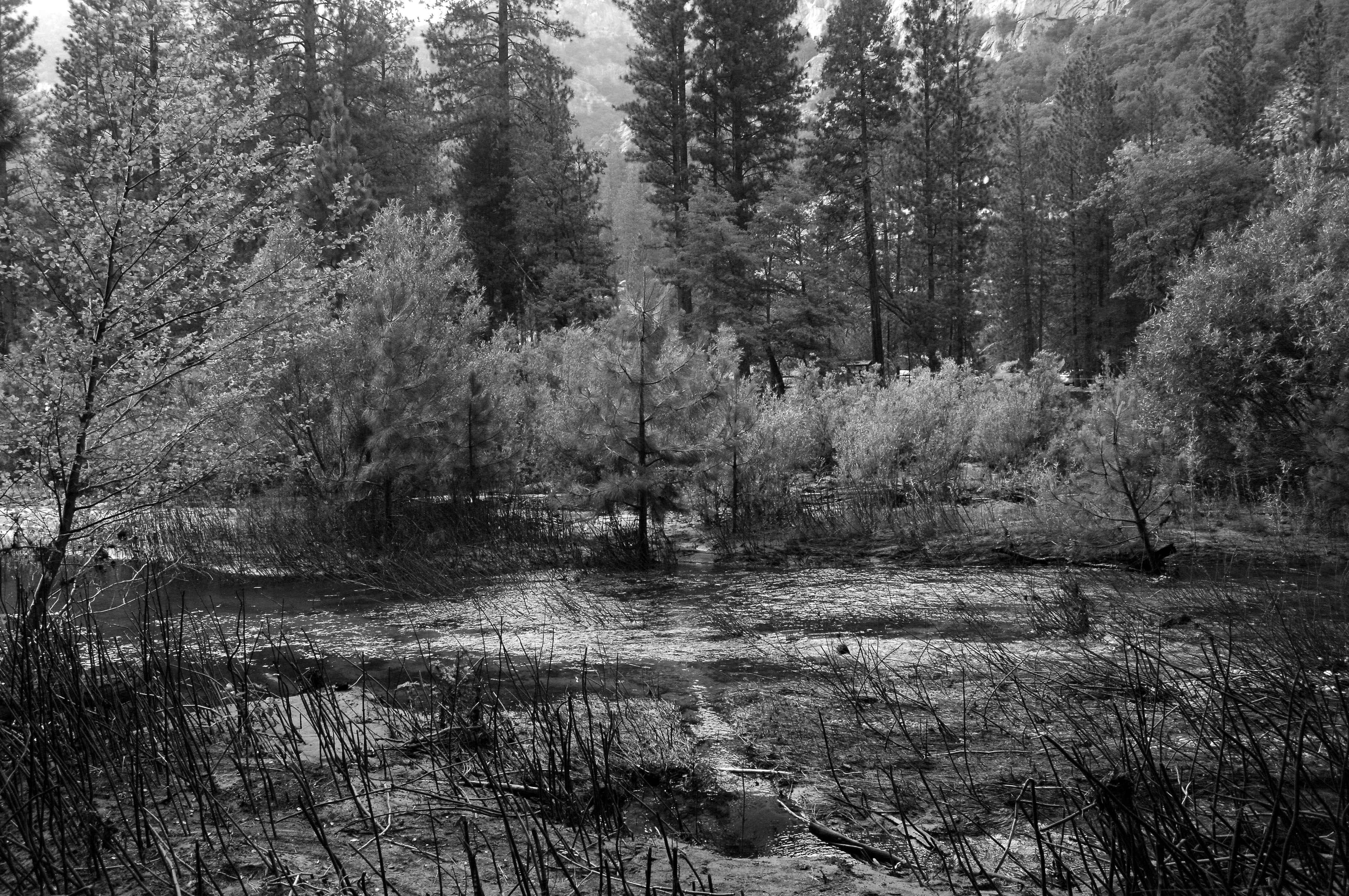 forest, environment, kings canyon national park, plant, nature, beauty in nature, tree, black and white, scenics - nature, day, woodland, water, growth, HD Wallpaper