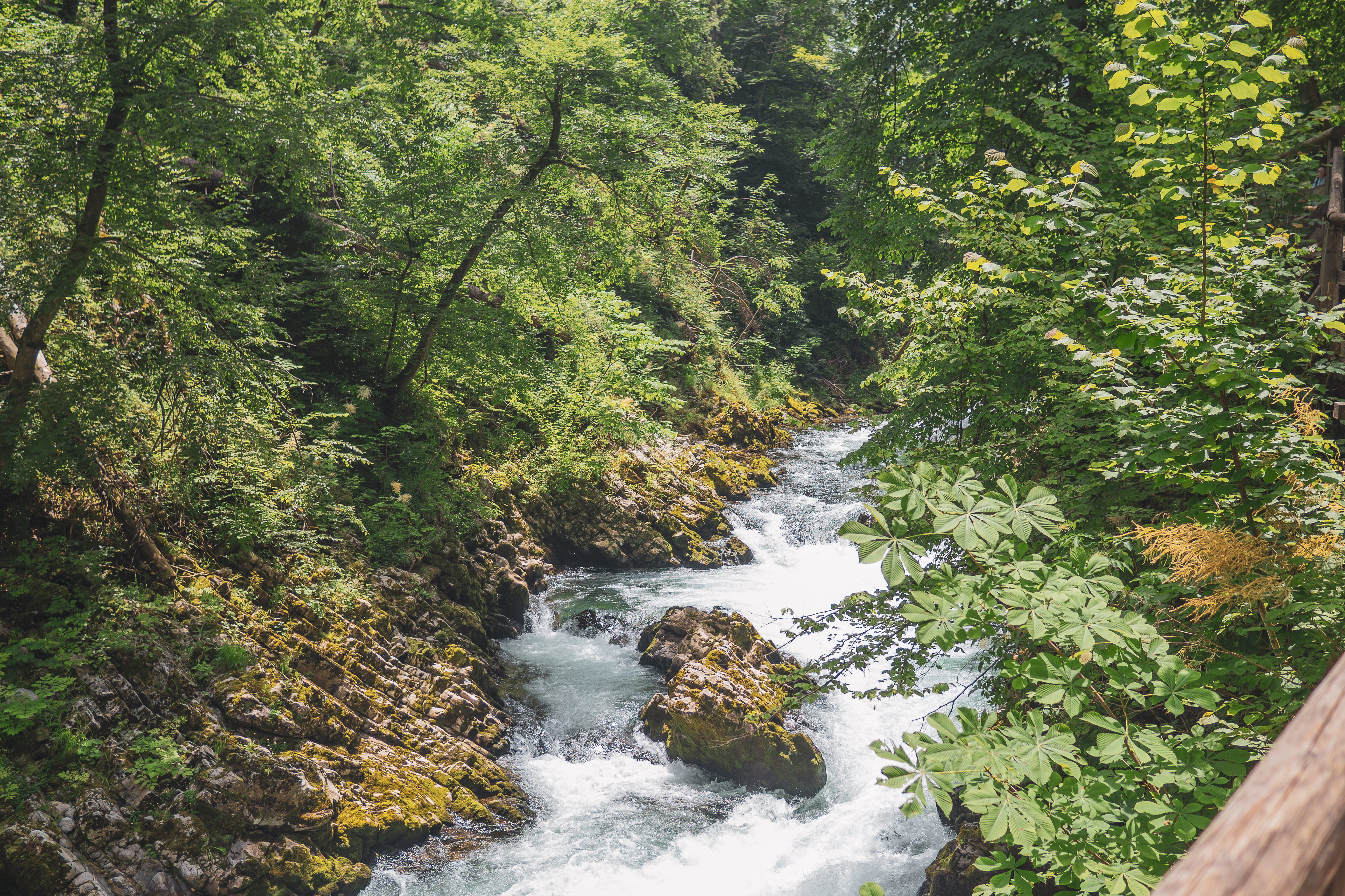 tree, plant, motion, outdoors, day, growth, flowing water, power in nature, lush foliage, nature, zgornje gorje, vintgar gorge, foliage, green color, trees, HD Wallpaper