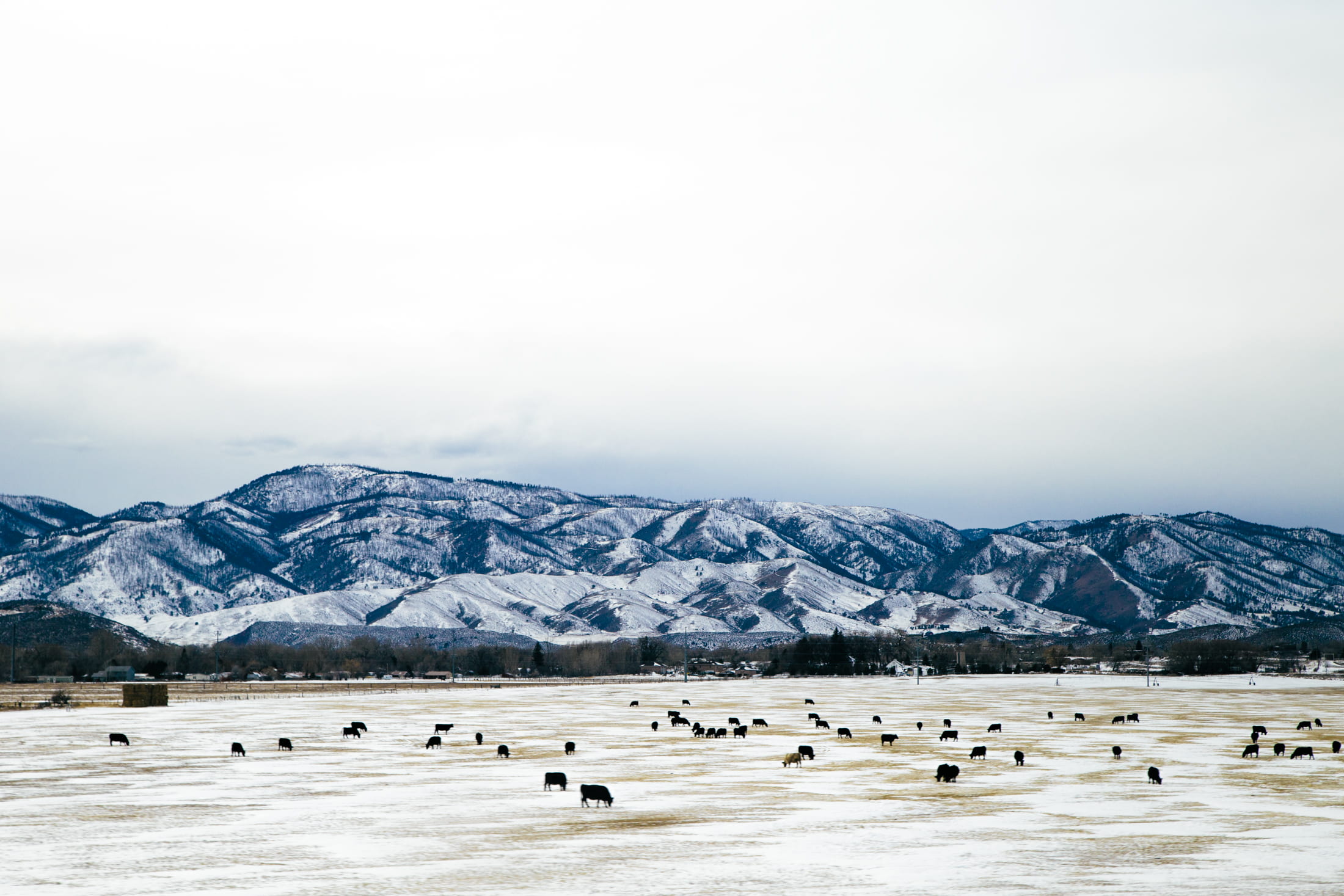 no people, mountain range, group of animals, animal themes, animal, herd, cow, near, black, beauty in nature, cold temperature, large group of animals, HD Wallpaper