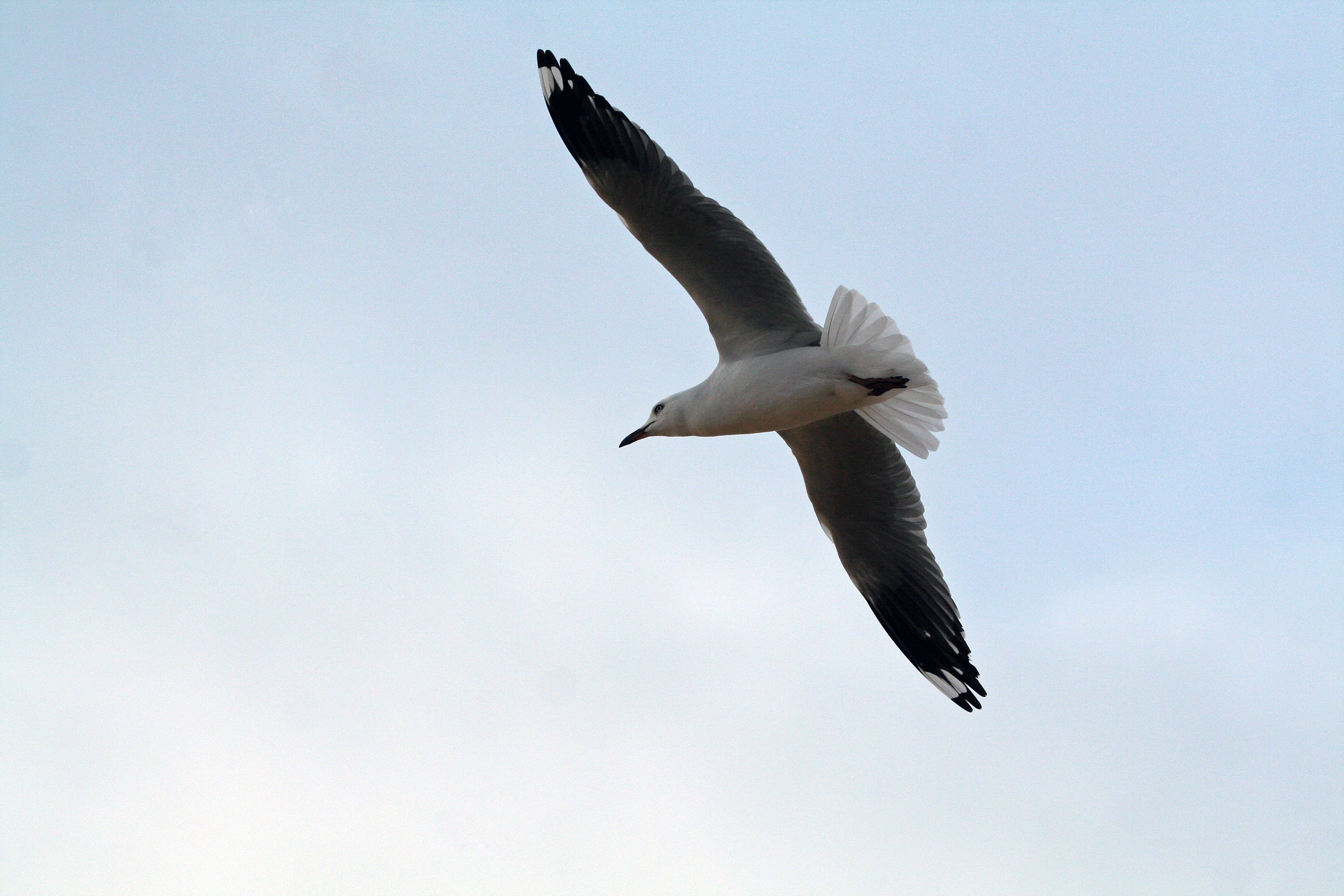 warrnambool, one animal, sky, fly, 2K, day, outdoors, vertebrate, gull, nature, no people, animal wildlife, low angle view, clear sky, bird, flying, spread wings, HD Wallpaper