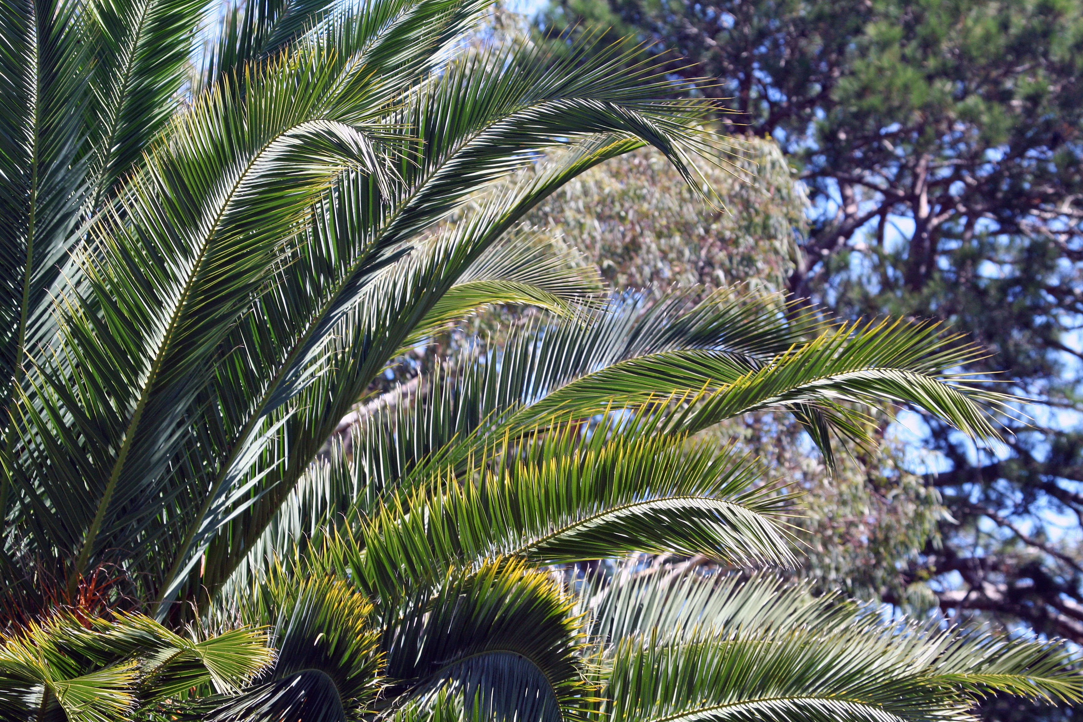 leaves, outdoors, sunlight, close-up, leafs, plant, green color, warrnambool, palm leaf, focus on foreground, gardens, fern, low angle view, no people, HD Wallpaper
