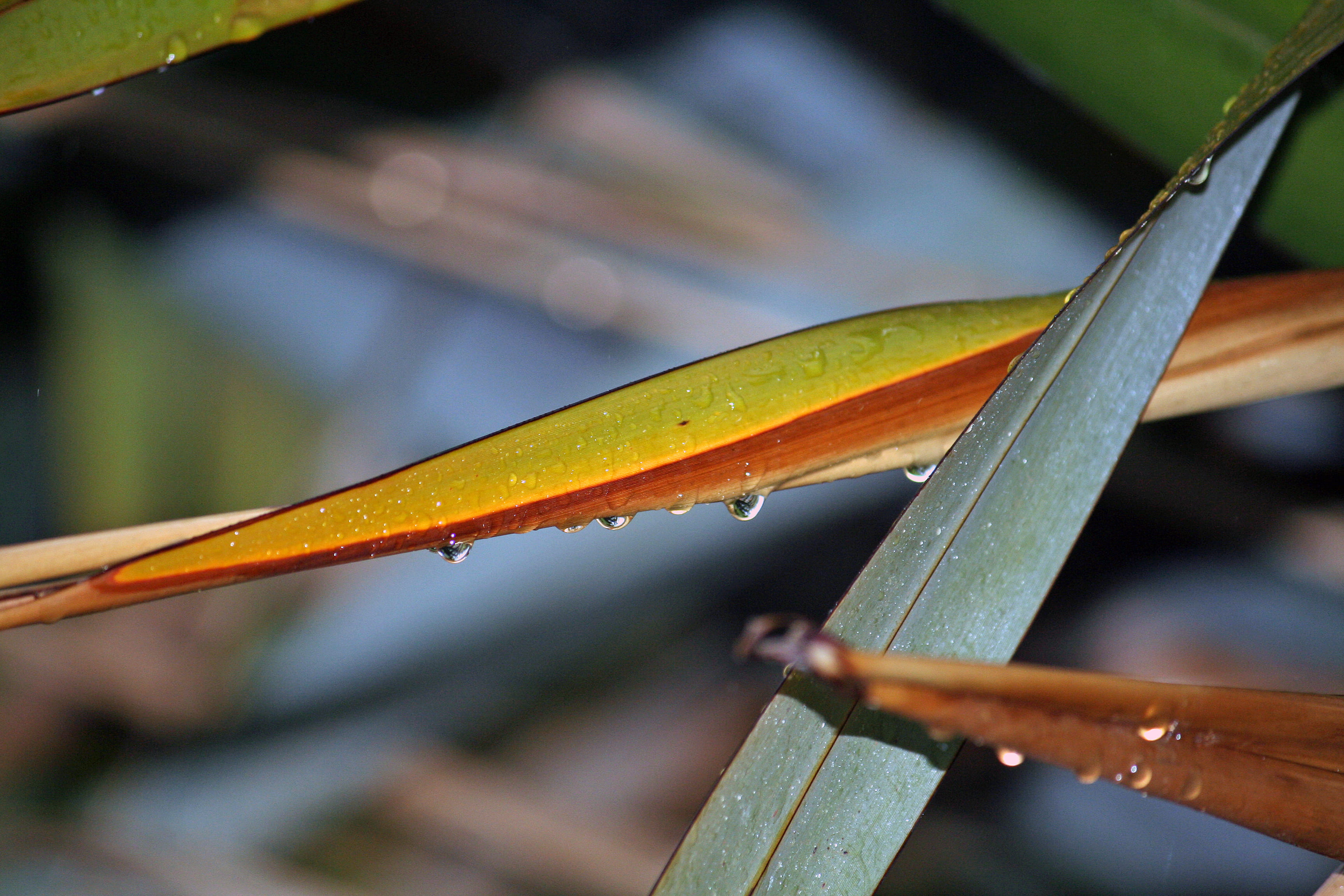 moore street, photography, green color, outdoors, plant part, change, one animal, raindrop, growth, purity, blade of grass, nature, warrnambool, benjamin, HD Wallpaper