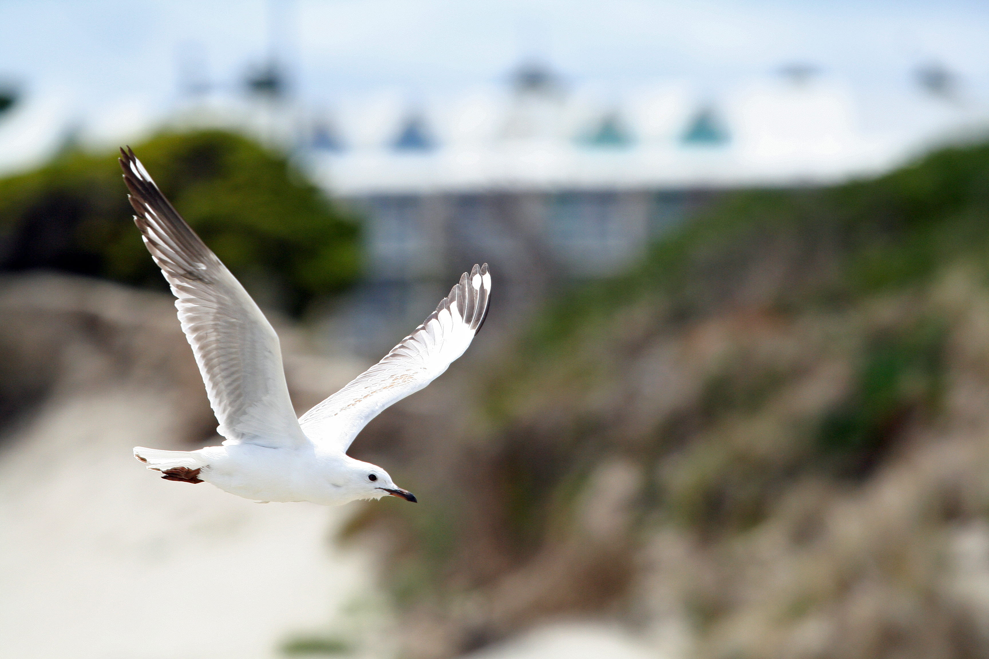 outdoors, bird, one animal, warrnambool, white color, australia, animal wildlife, building exterior, nature, sea, seagull, full length, focus on foreground, HD Wallpaper