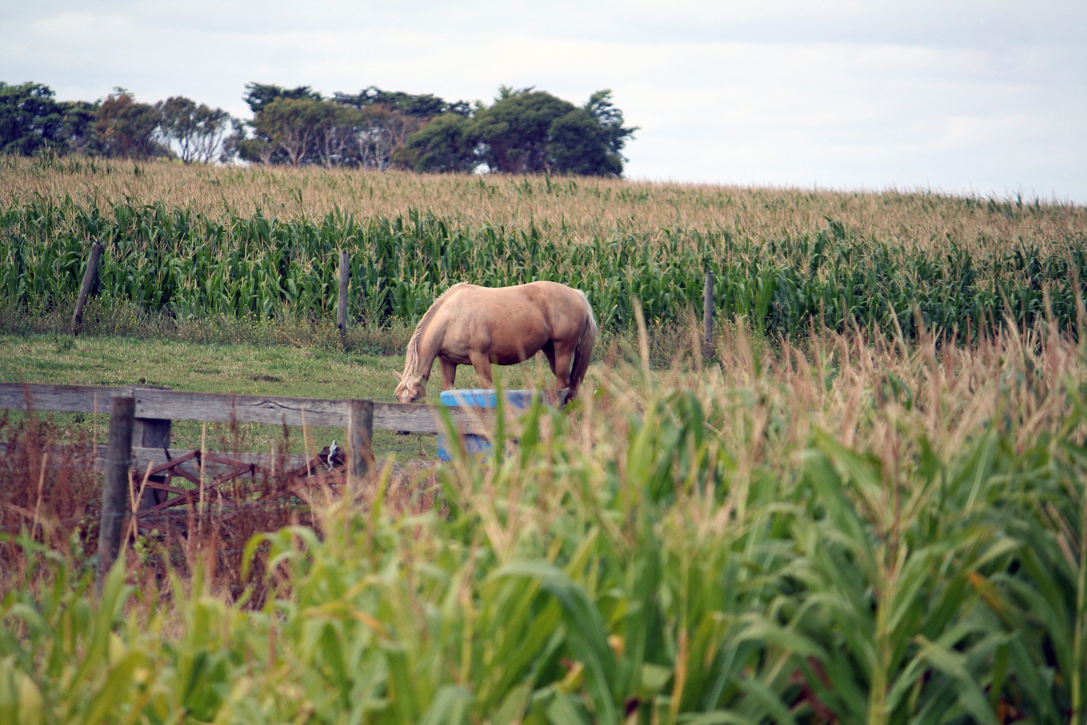 domestic, outdoors, animal, australia, domestic animals, warrnambool, day, livestock, corn, beauty in nature, no people, benjamin, mammal, herbivorous, HD Wallpaper