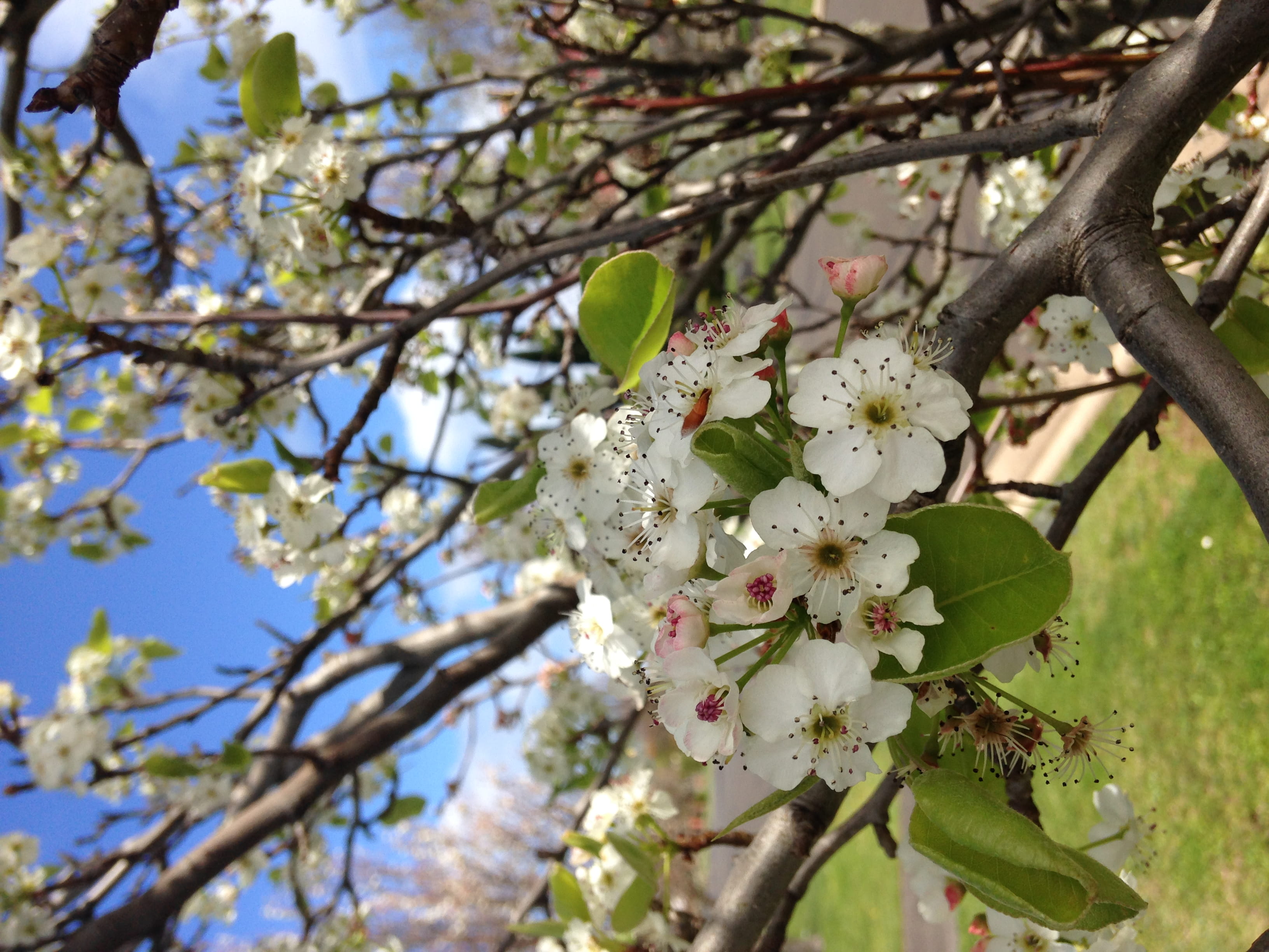 plant, spring, springtime, day, flowering plant, white color, tree trunk, leaf, australia, low angle view, focus on foreground, fragility, blossom, 2K, HD Wallpaper
