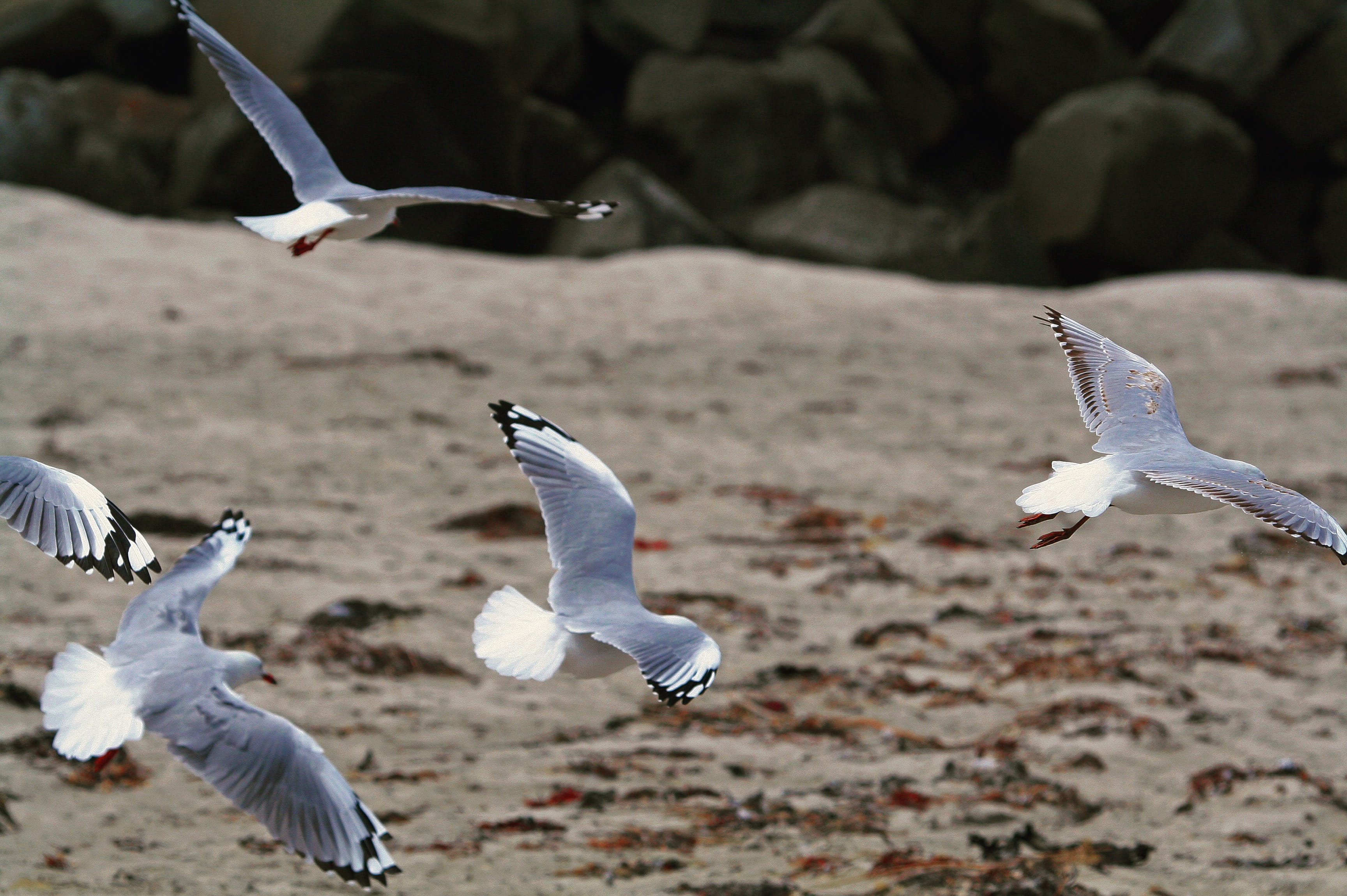 flock of birds, fly, mid-air, motion, outdoors, seagulls, animal themes, animal, day, bird, flapping, flight, focus on foreground, australia, animal wildlife, HD Wallpaper