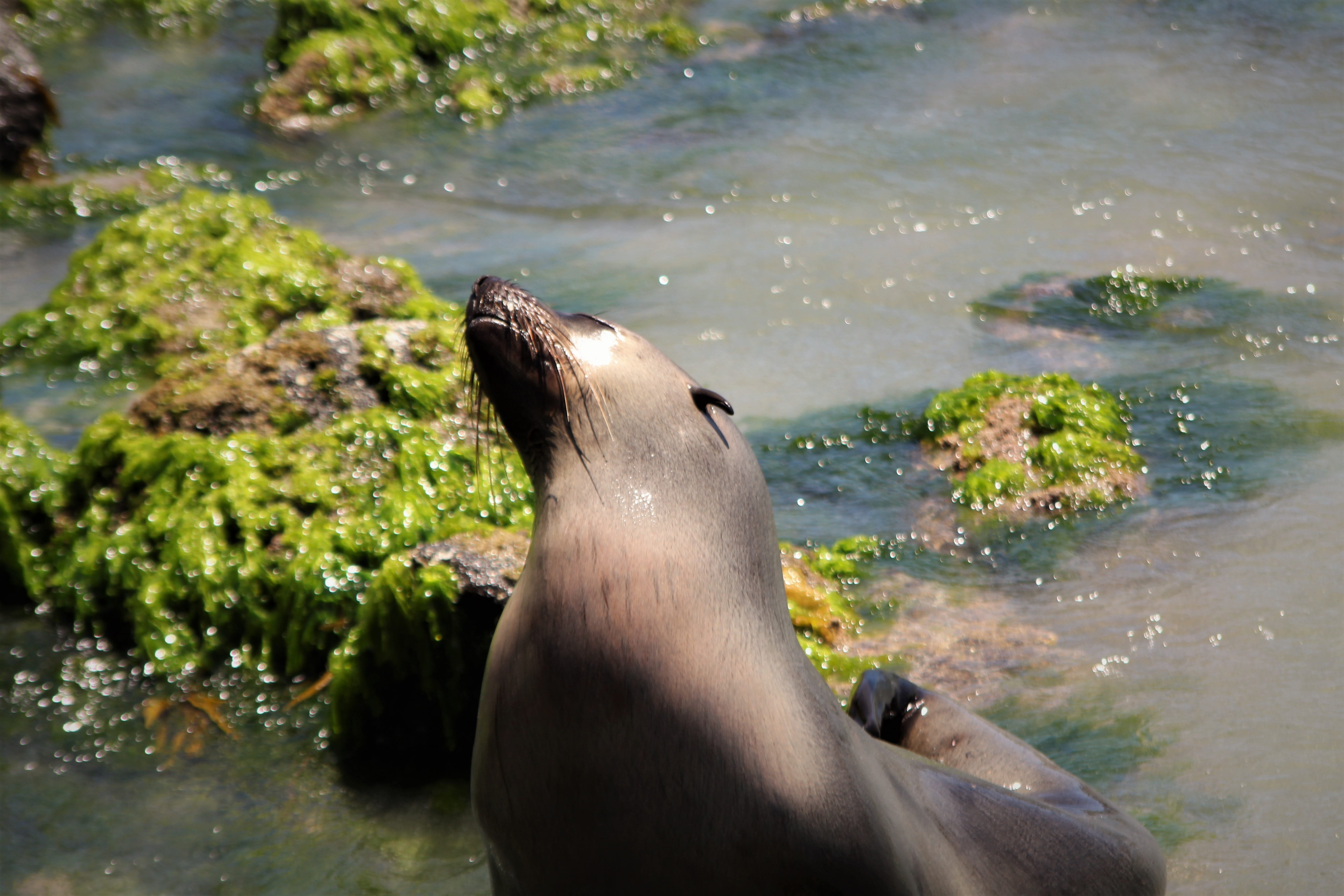 Summer, Water, mammal, animals in the wild, sea lion, close-up, day, focus on foreground, nature, animal head, one animal, Beach, animal, warrnambool, outdoors, HD Wallpaper