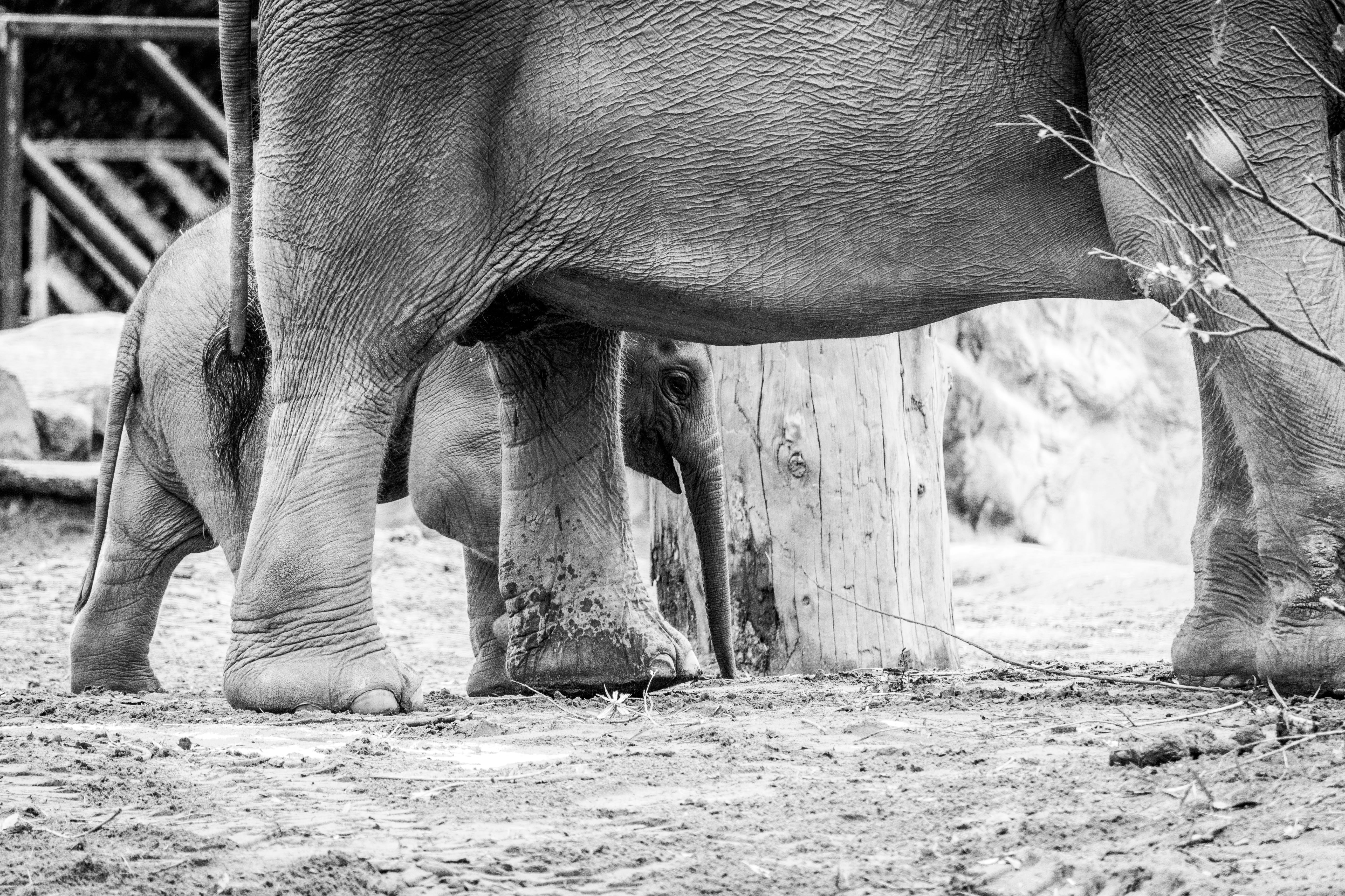 animal, wildlife, oakfield house, pets, antelope, vertebrate, giraffe, hippo, day, no people, animal family, impala, animal trunk, domestic, 5K, land, HD Wallpaper