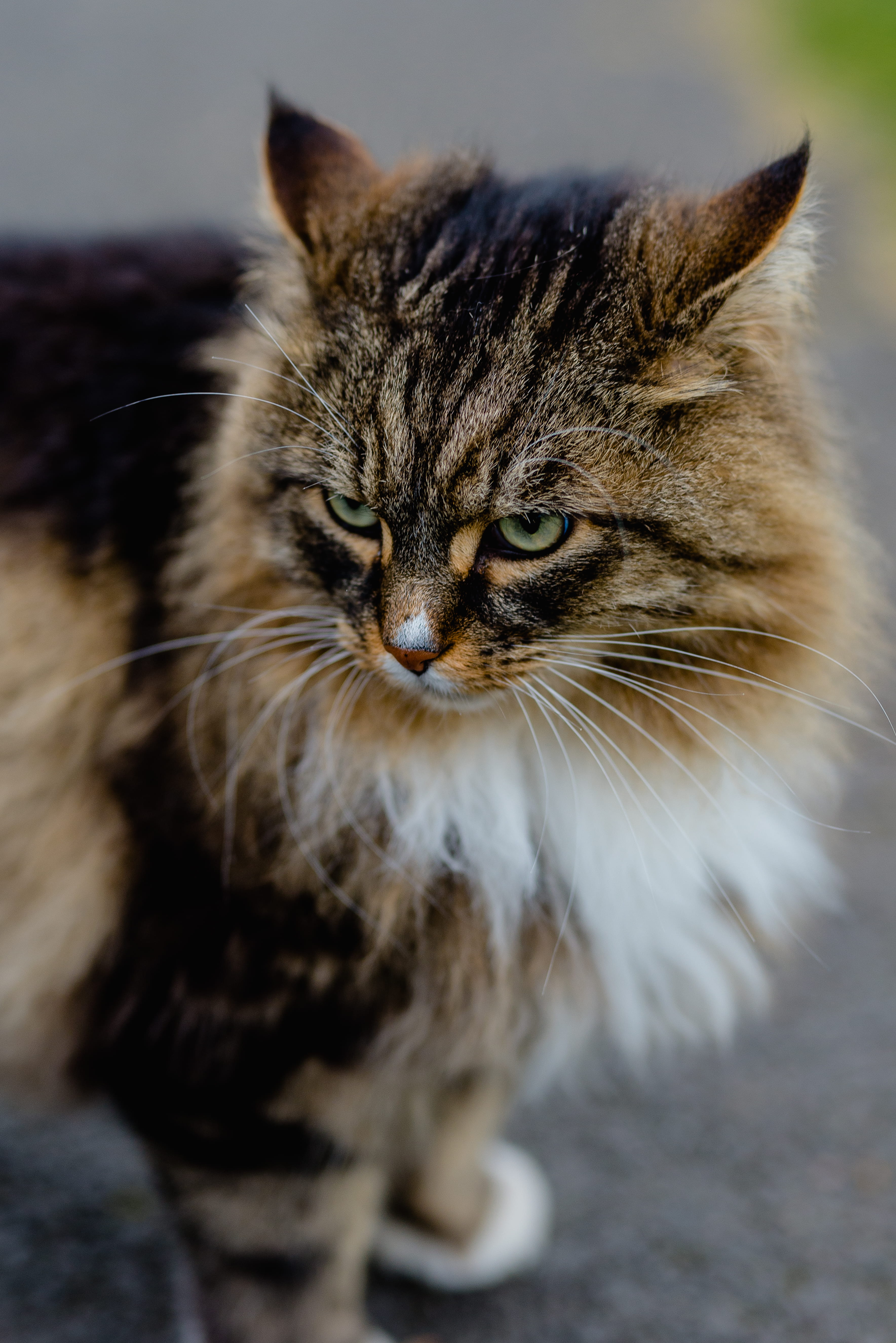 cheltenham, whisker, maine coon cat, relaxation, mammal, domestic animals, look, looking at camera, united kingdom, cat, 5K, feline, close-up, tabby, domestic cat, Phone HD Wallpaper