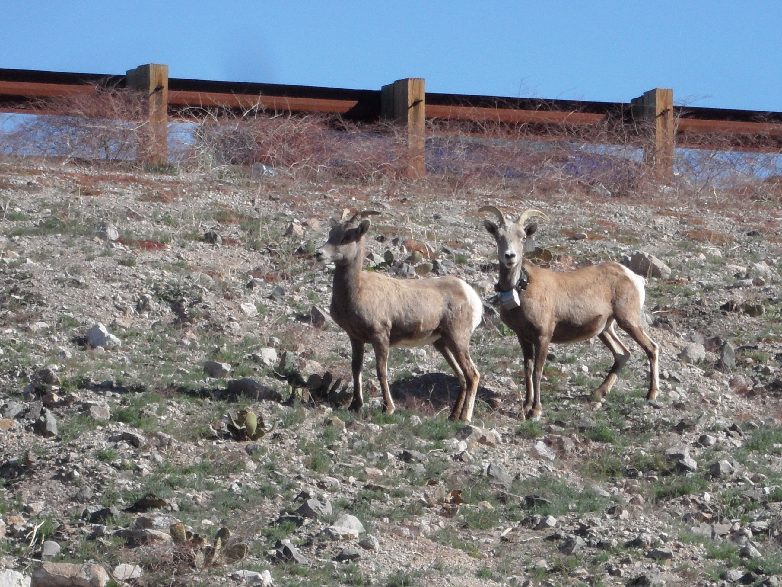 animals And Pets, Hillside, herbivorous, animal wildlife, sky, field, Brown, group of animals, domestic animals, arid, Animals, Horns, no people, animal, HD Wallpaper