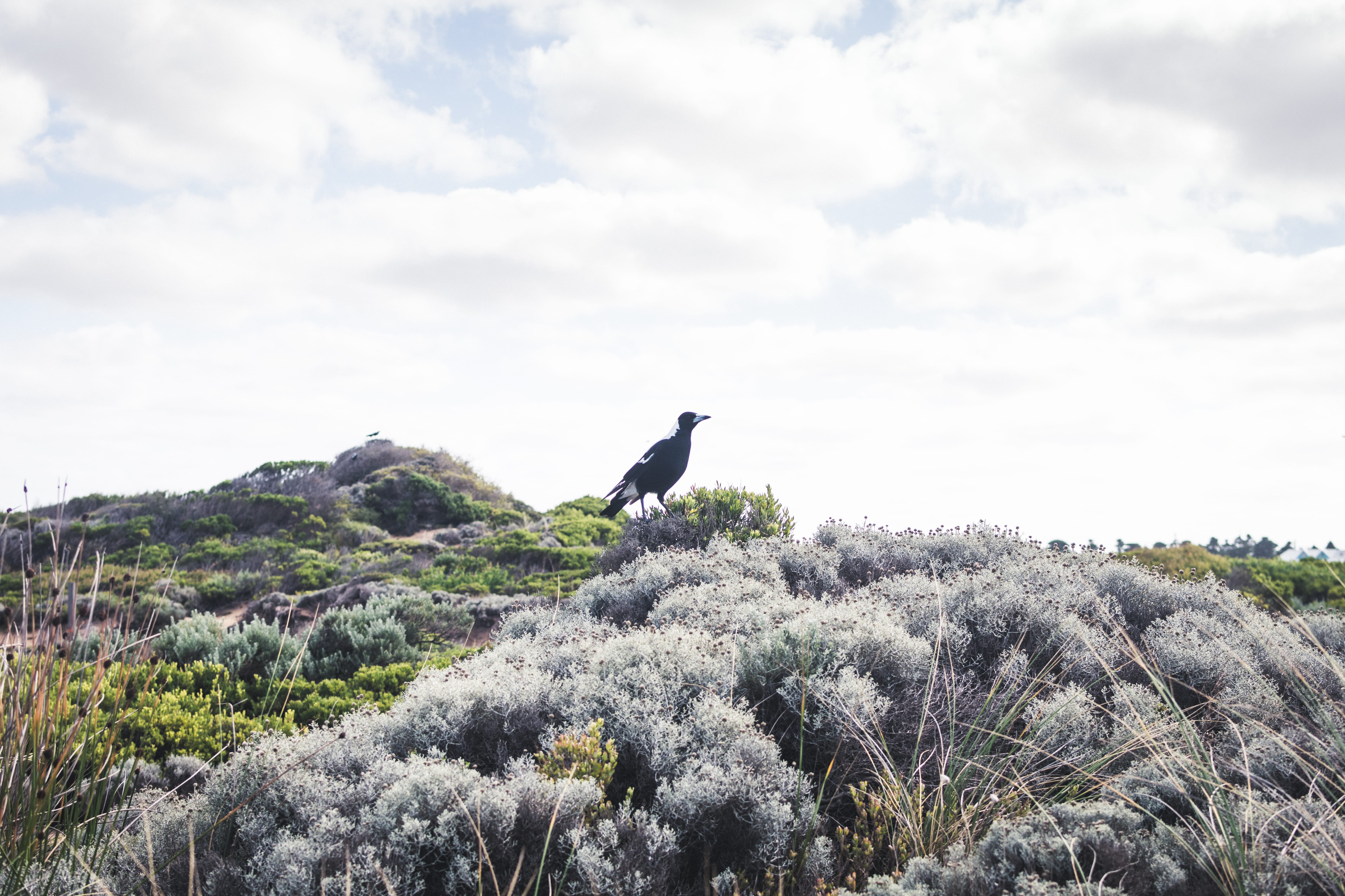  growth, hillside, australia, tree, rocky, beauty in nature, day, landscape, plant, vertebrate, animals in the wild, scenics - nature, rock formation, HD Wallpaper