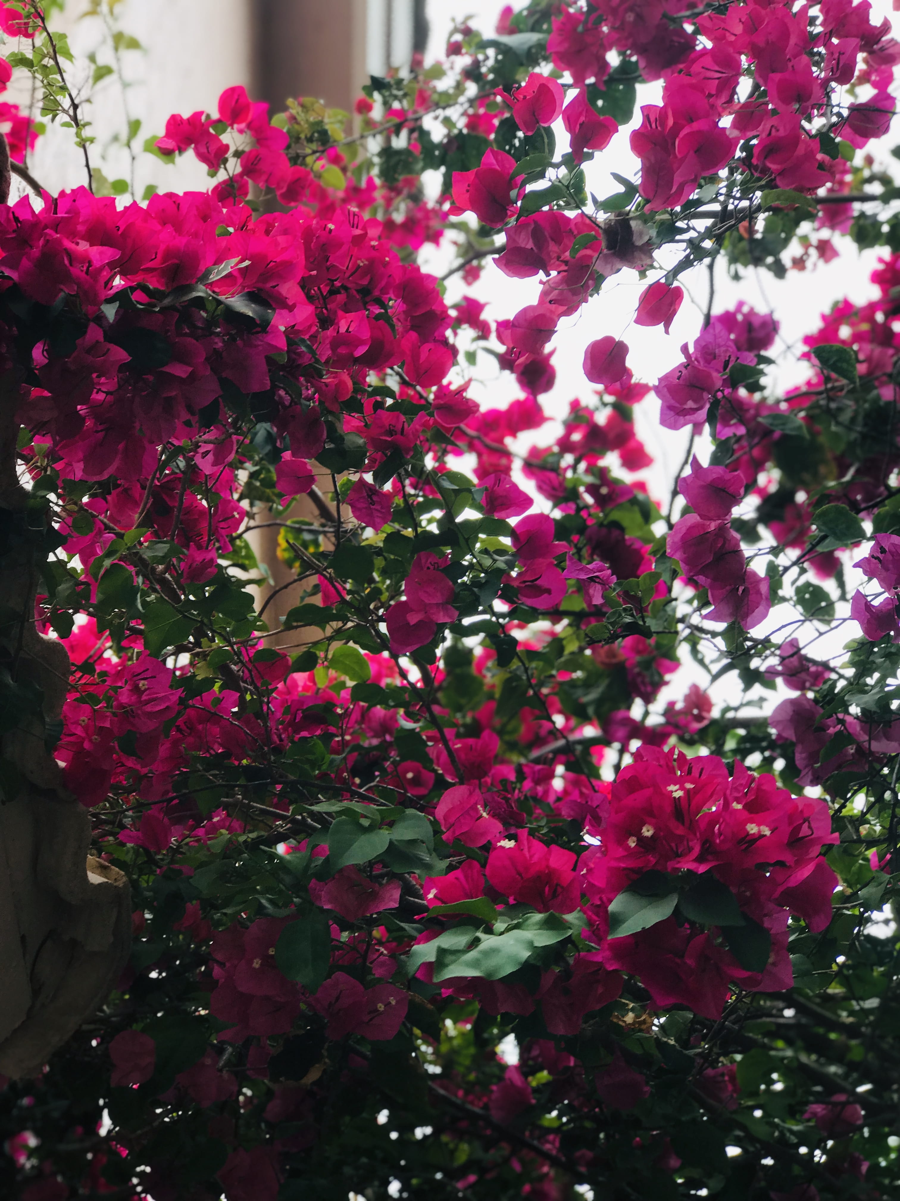 lilac, vulnerability, bougainvillea, outdoors, 4K, bunch of flowers, flowering plant, freshness, pembroke pines, close-up, day, pink flower, flare, united states, Phone HD Wallpaper