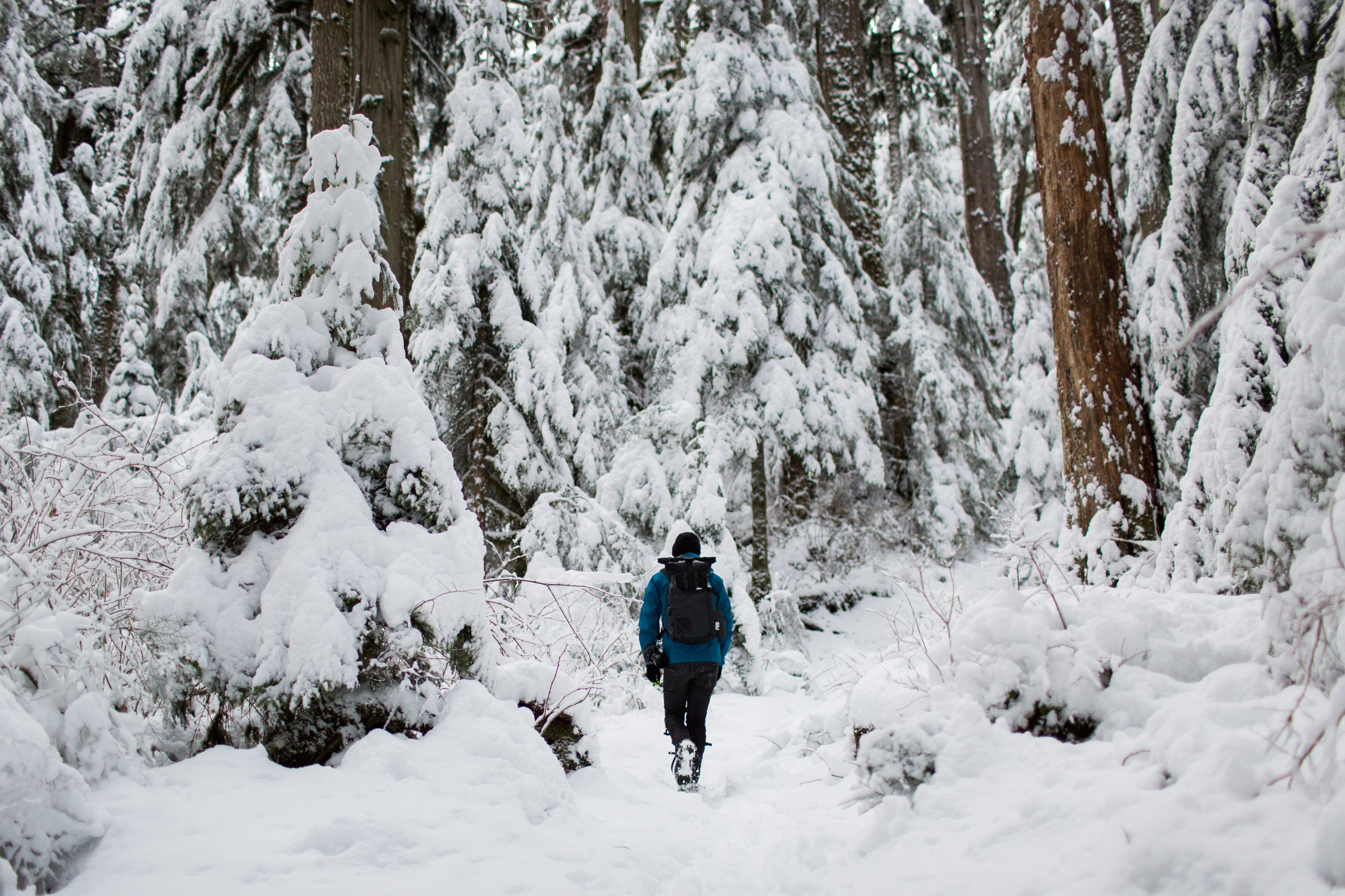 warm clothing, day, 5K, photo, extreme weather, winter, lifestyles, pacific nw, surrounded, person, leisure activity, man, one person, real people, hike, HD Wallpaper