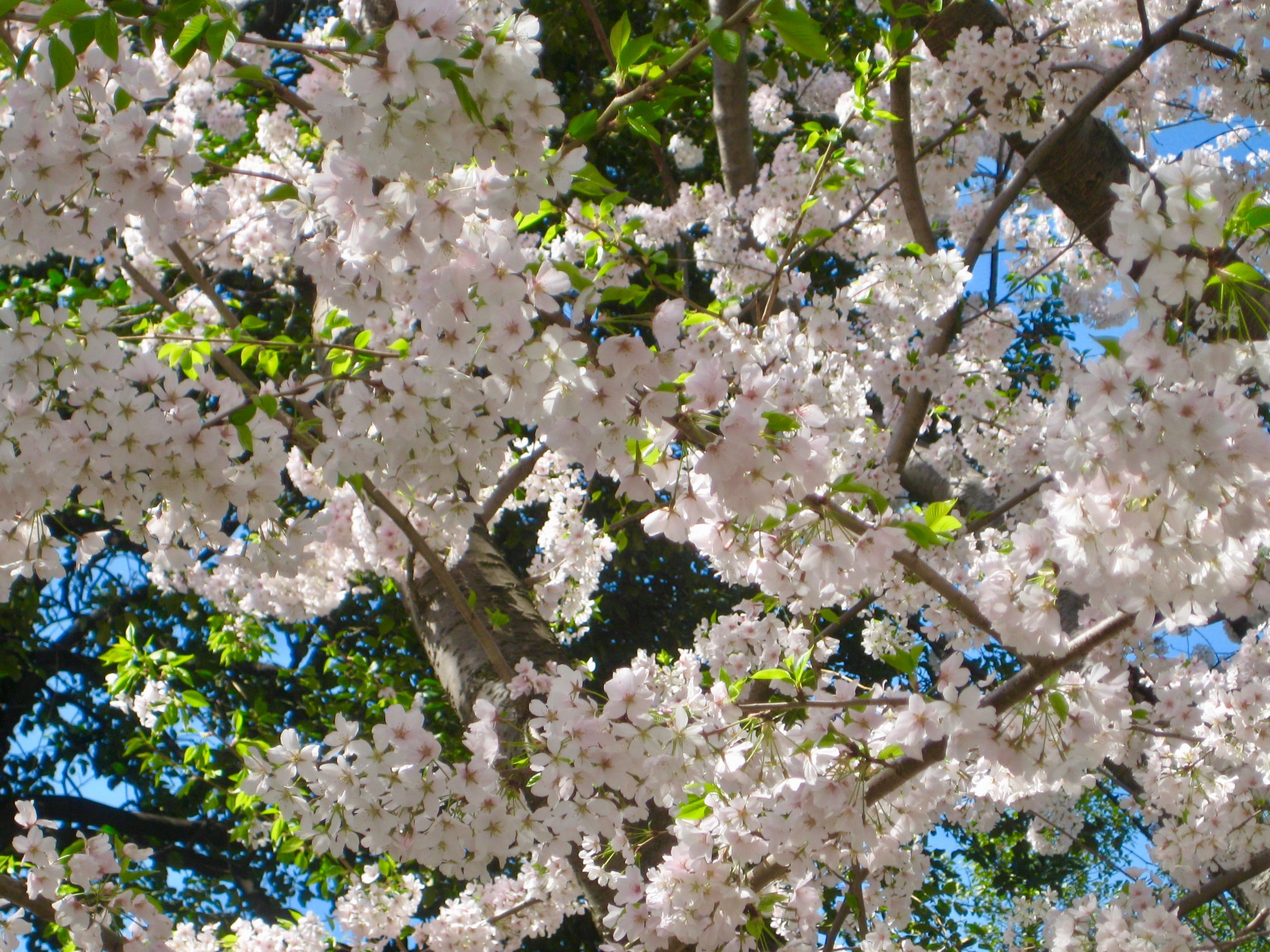 blossom, alexandria, fragility, spring, united states, nw 15th st and nw madison dr, nature, growth, springtime, outdoors, washington, pink, bunch of flowers, HD Wallpaper