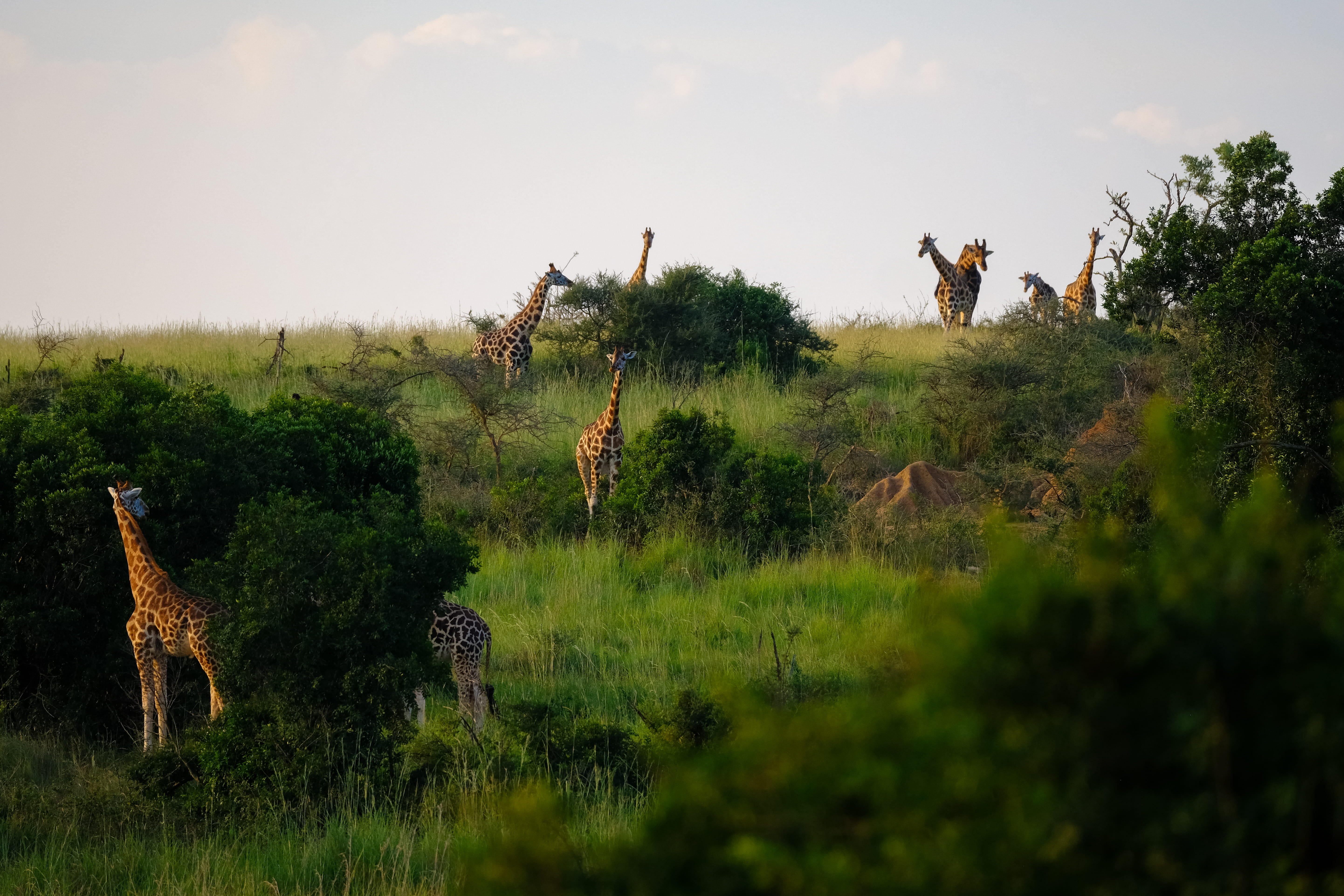 lolim, day, no people, giraffe, park, giraffes, giraffe giraffes animal murchison falls park, group of animals, environment, land, green color, nature, HD Wallpaper