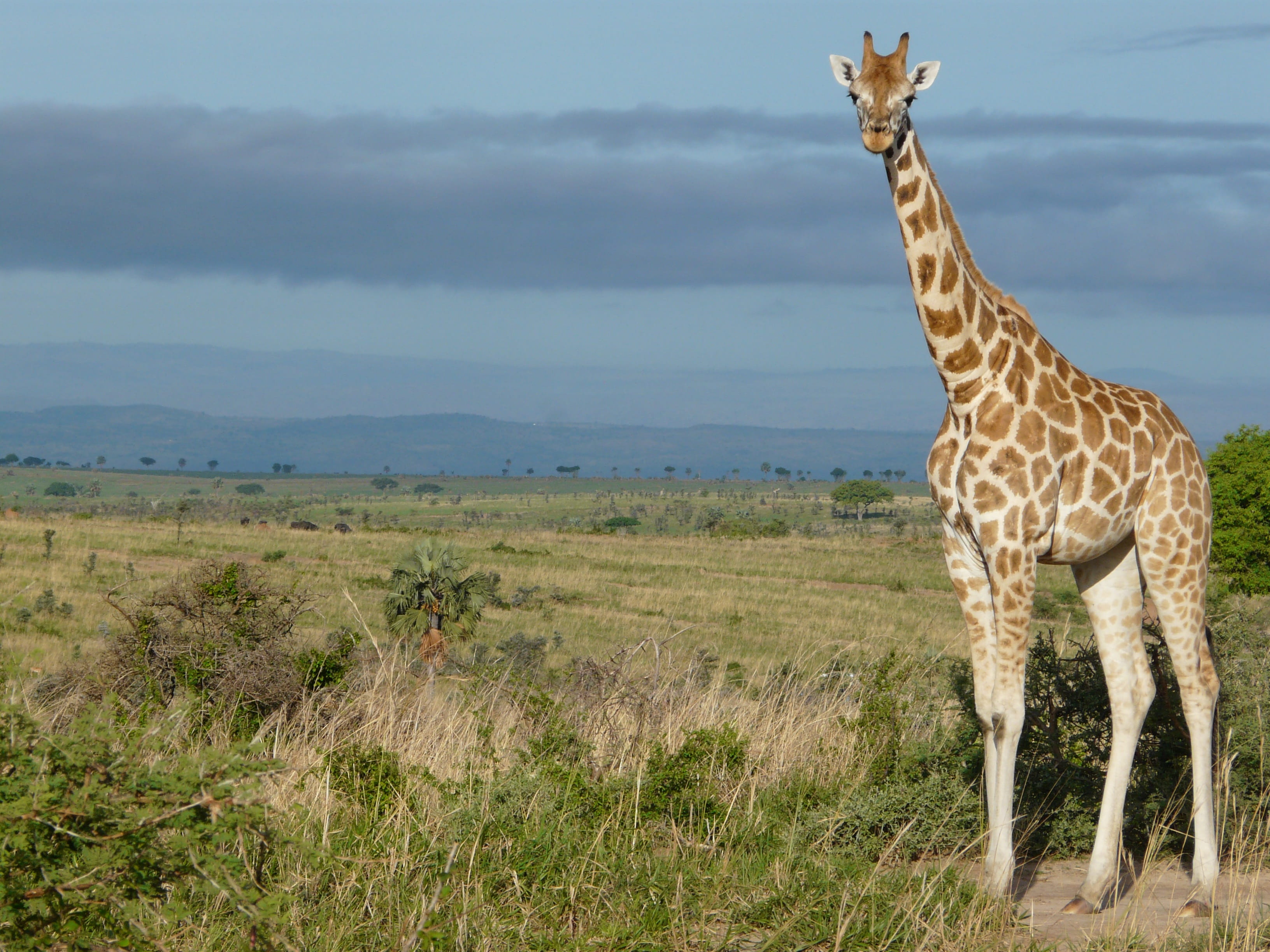 Uganda, Africa, one animal, rothschildi, safari Animals, 2K, outdoors, herbivorous, group of animals, camelopardalis, tanzania, mammal, environment, vertebrate, HD Wallpaper