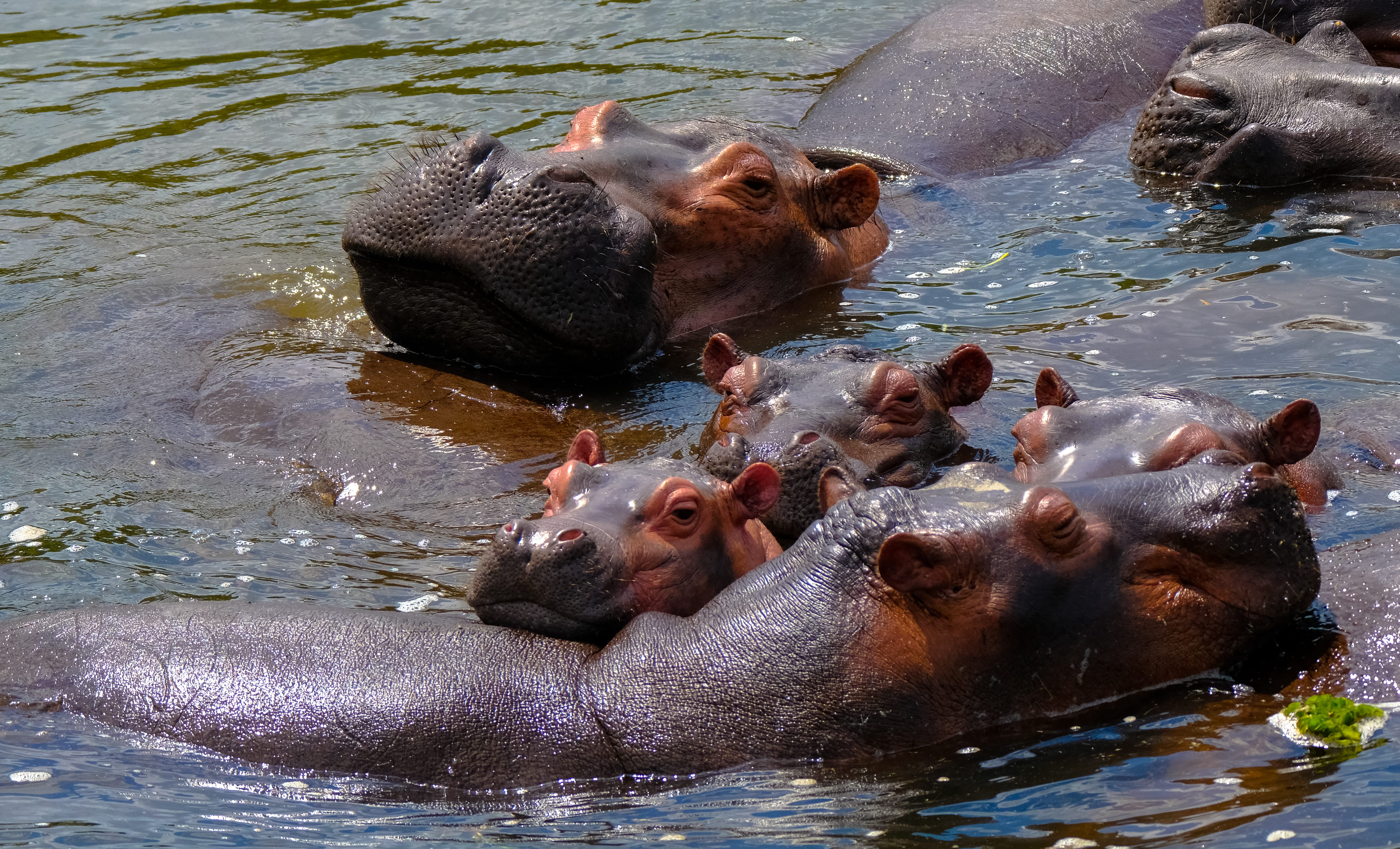 baby, side view, wildlife, waterfront, domestic animals, outdoor, swimming, animal wildlife, animal body part, sunlight, vertebrate, swim, day, 4K, water, HD Wallpaper