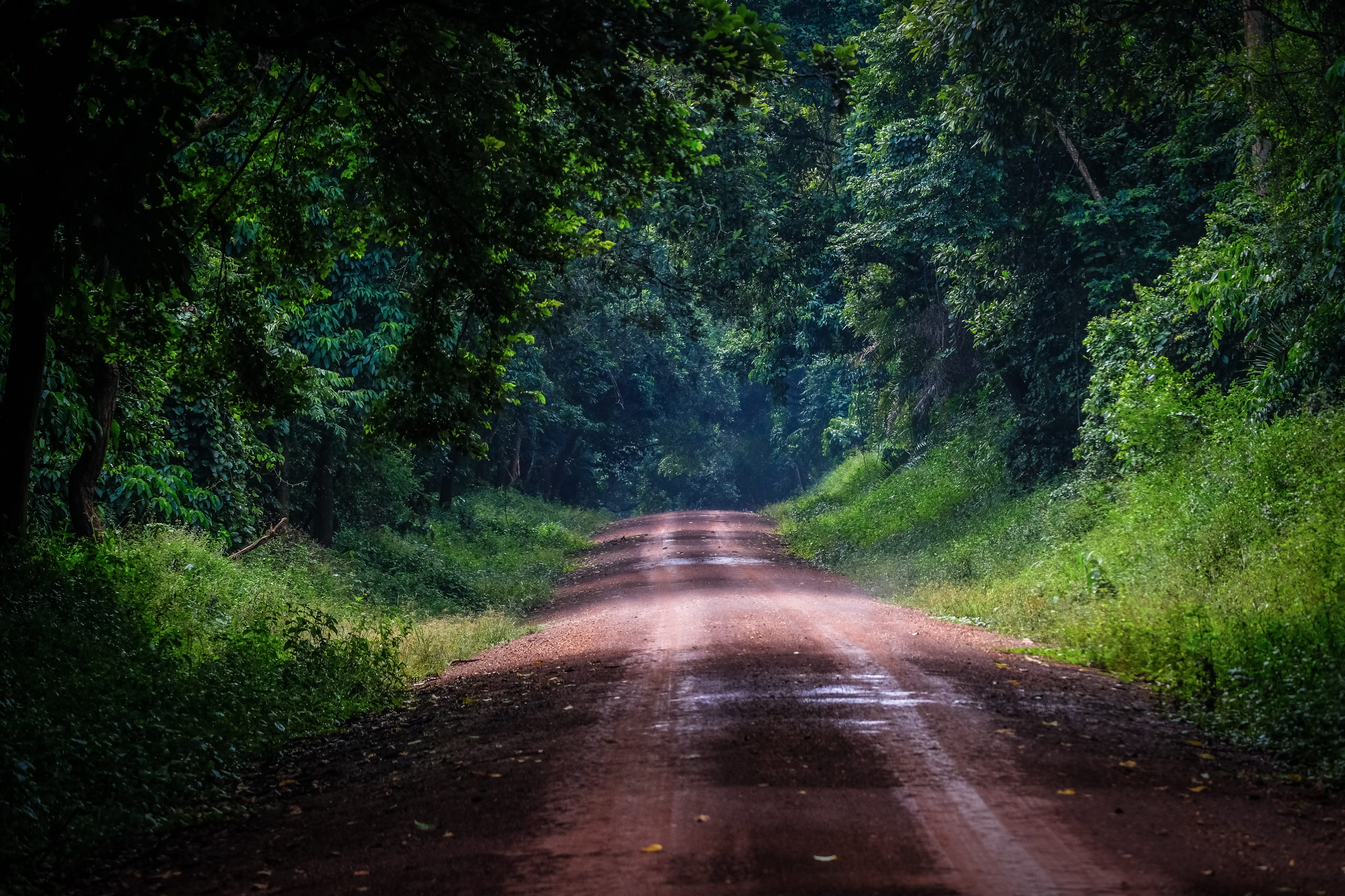 transportation, non-urban scene, green color, uganda, no people, road, long, plant, murchison falls national park, rainy, beauty in nature, woods, tranquility, HD Wallpaper