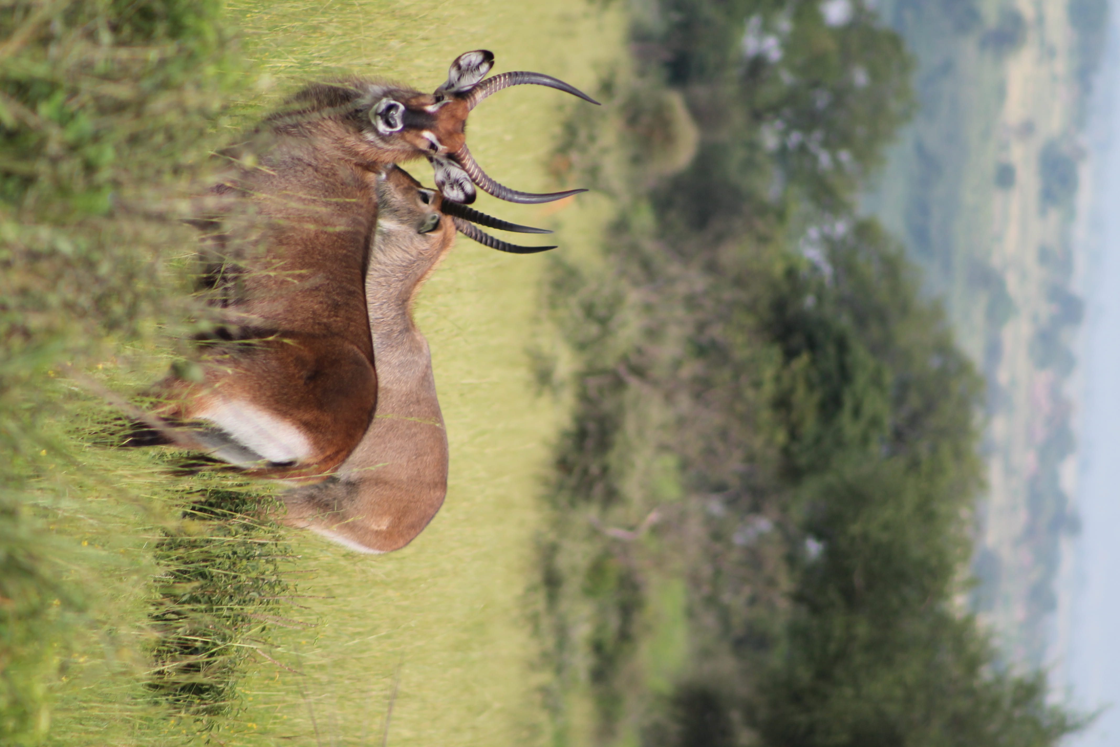 standing, beauty in nature, animal wildlife, one animal, nature, horned, vertebrate, antler, day, plant, outdoors, animals in the wild, african wilderness, HD Wallpaper