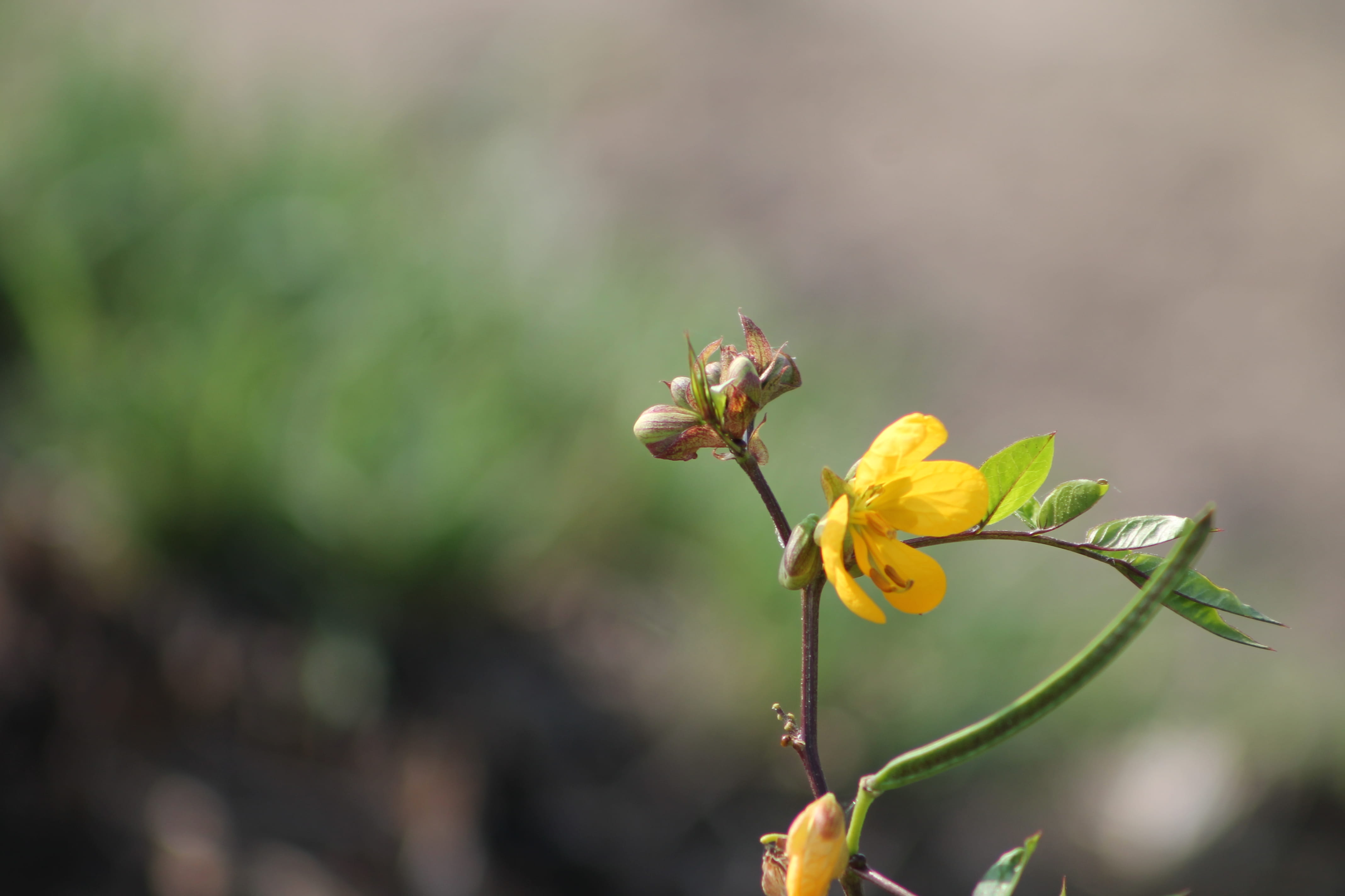 growth, animals in the wild, beauty in nature, sepal, vulnerability, animal wildlife, animal themes, flower, outdoors, flowering plant, day, flower head, HD Wallpaper