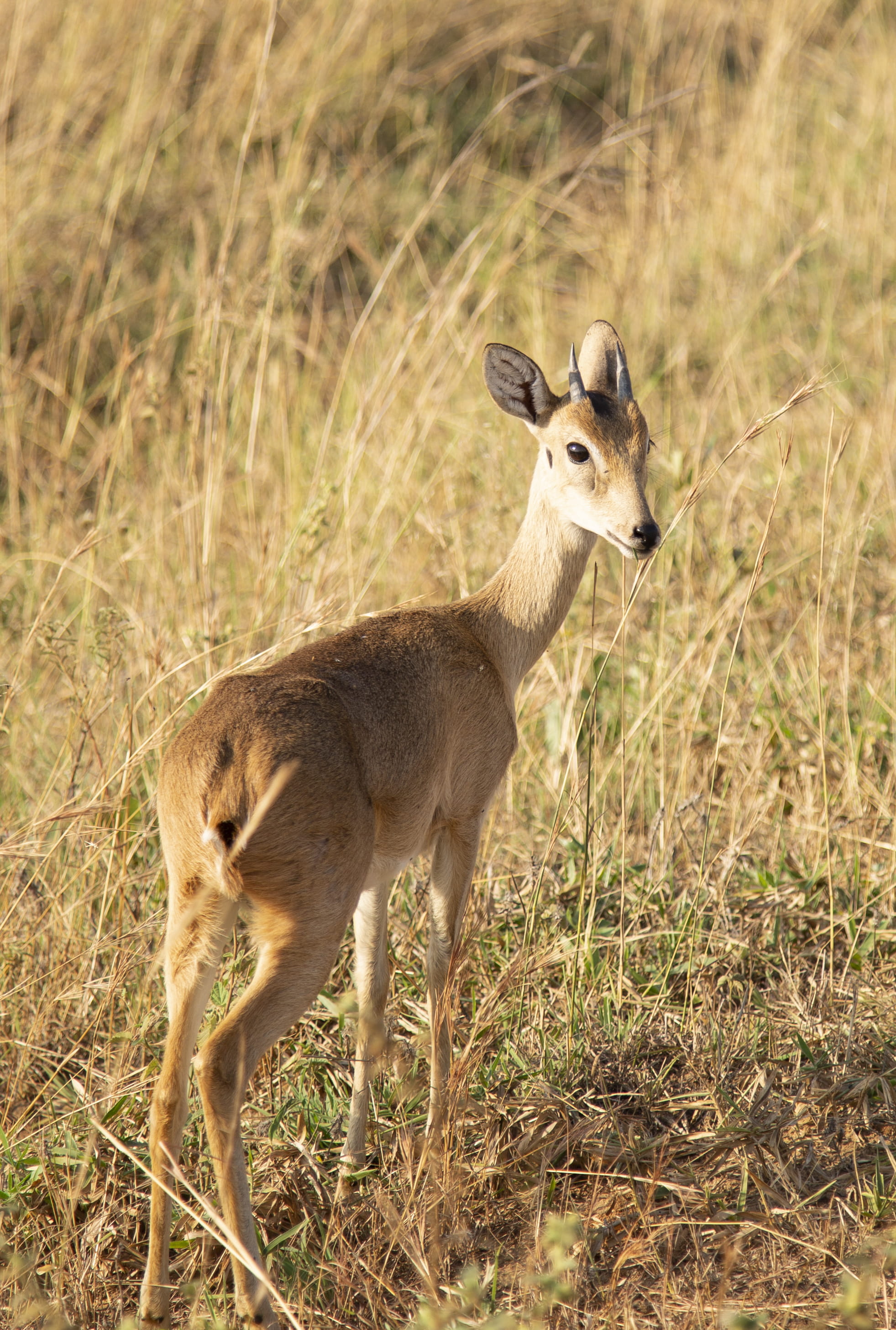 ground, animal themes, standing, brown, animal family, wallaby, gazelle, bison, kangaroo, full length, antelope, green, animal wildlife, plant, no people, Phone HD Wallpaper