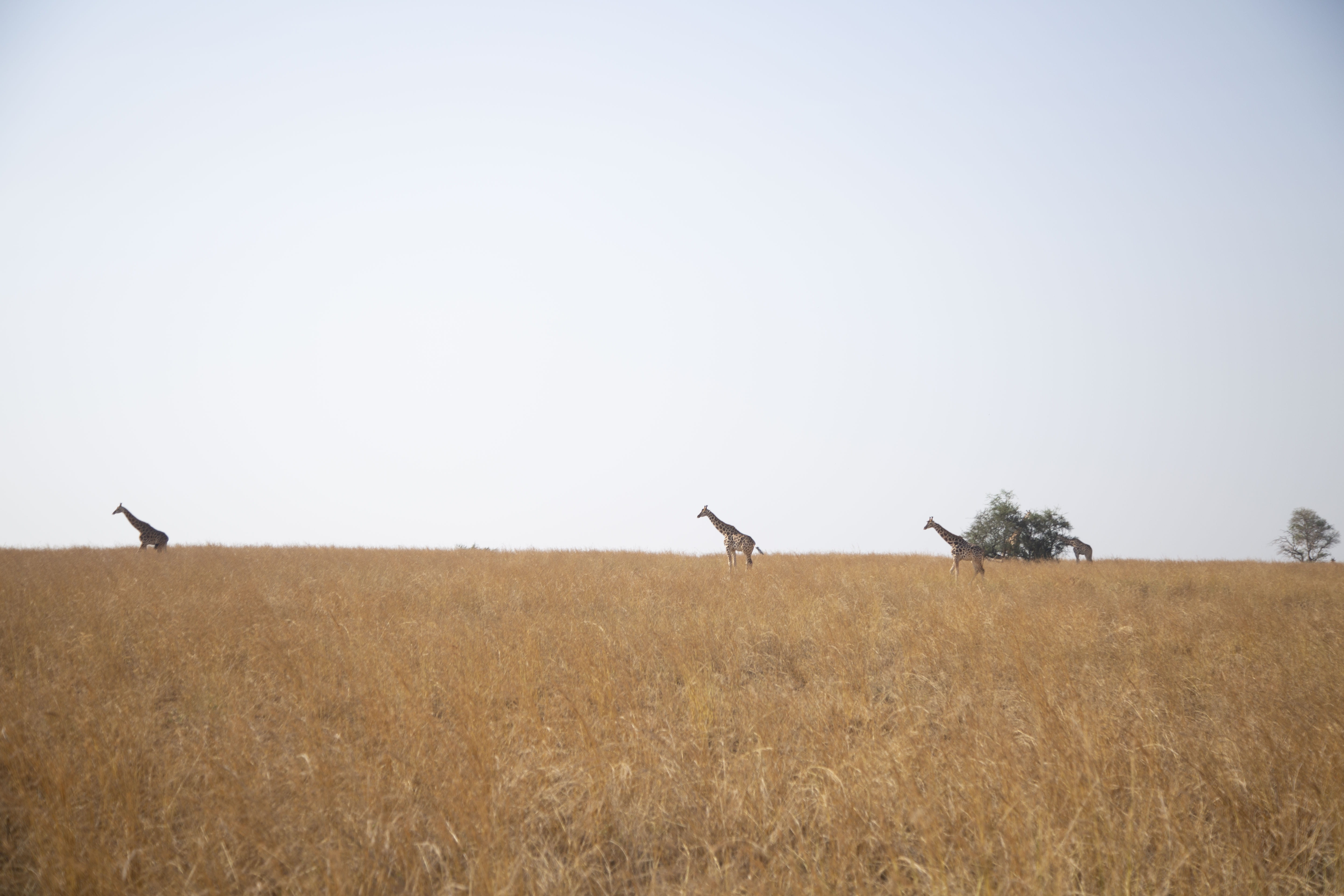 pakwach, clear sky, 5K, safari, deer, five, land, no people, plant, vertebrate, one animal, murchison falls national park, savanna, bird, brown, copy space, HD Wallpaper