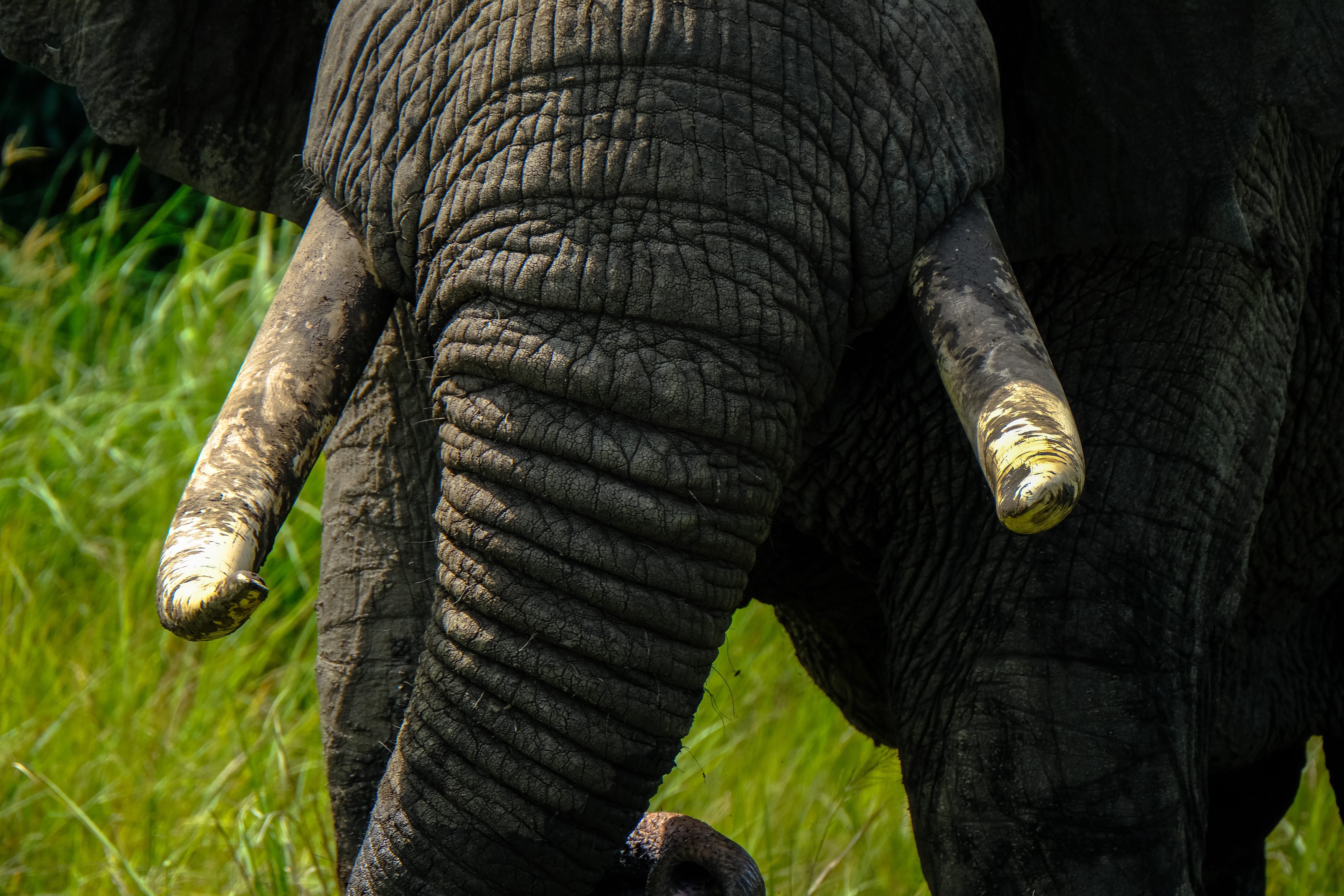 safari, trunk, animal themes, no people, elephant, grass, grey, field, close up, 5K, africa, animal head, herbivorous, animal, animal trunk, nature, plant, HD Wallpaper