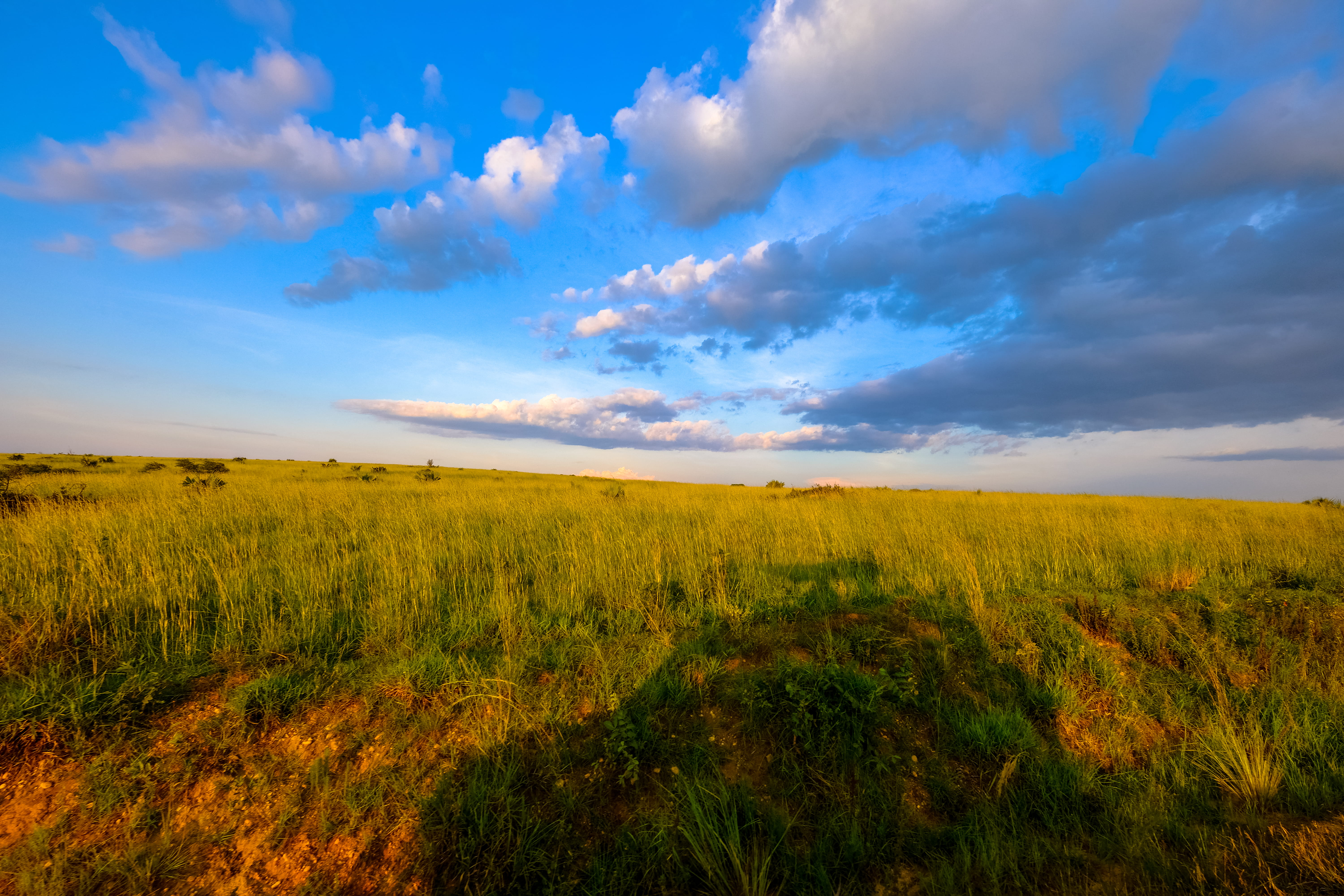 tranquility, safari, landscape, green color, lolim, grass, day, environment, africa, scenics - nature, photosafari, sunset, 5K, field, beauty in nature, HD Wallpaper