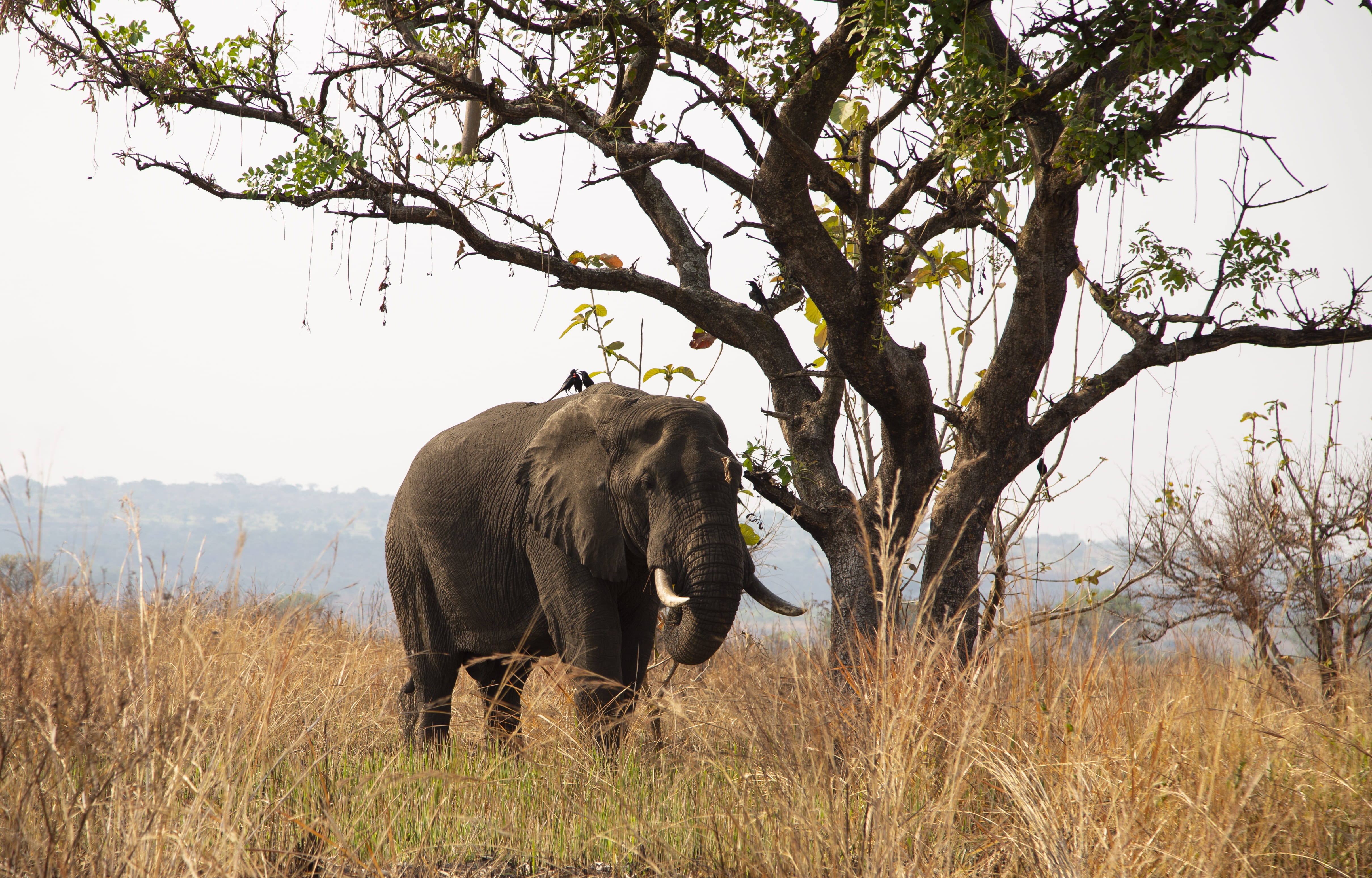 grass, savanna, branch, animals in the wild, pakwach, nature, mammal, bush, sky, one animal, murchison falls national park, no people, tree trunk, outdoors, HD Wallpaper