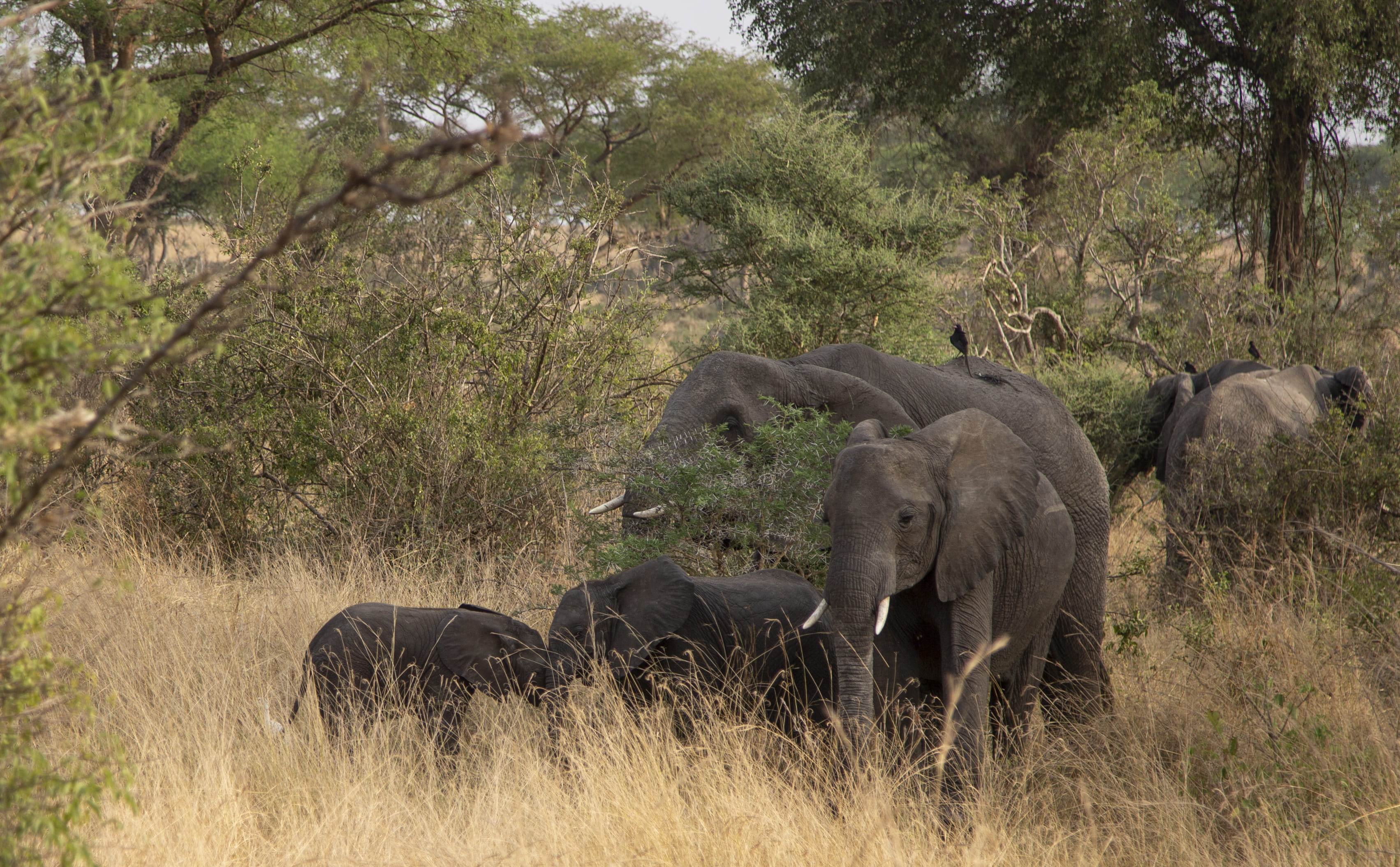 elephants, animal family, tree, animal trunk, trees, warthog, vertebrate, herbivorous, wilderness, young animal, animal themes, surrounded, day, herd, mammal, HD Wallpaper