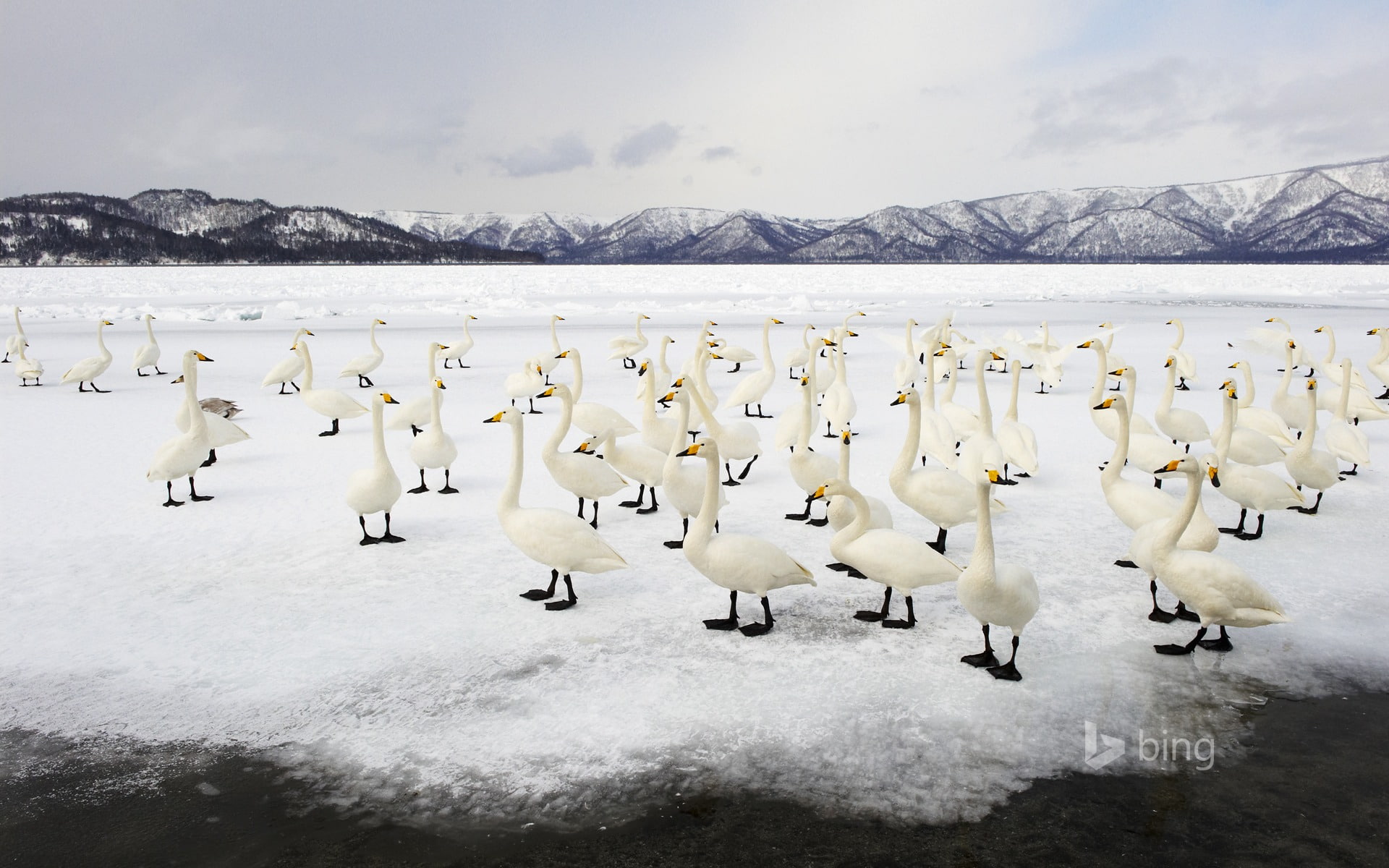 birds, vertebrate, winter, flock of birds, nature, animal themes, white, theme, bird, beauty in nature, icefield, cold temperature, bing, animal, HD Wallpaper